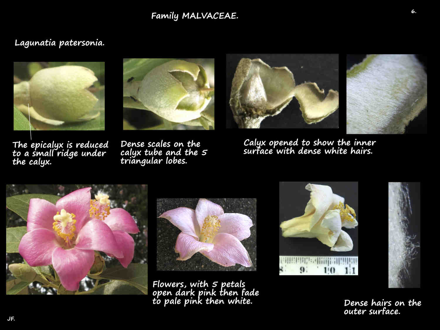 6 Norfolk Is. hibiscus flowers