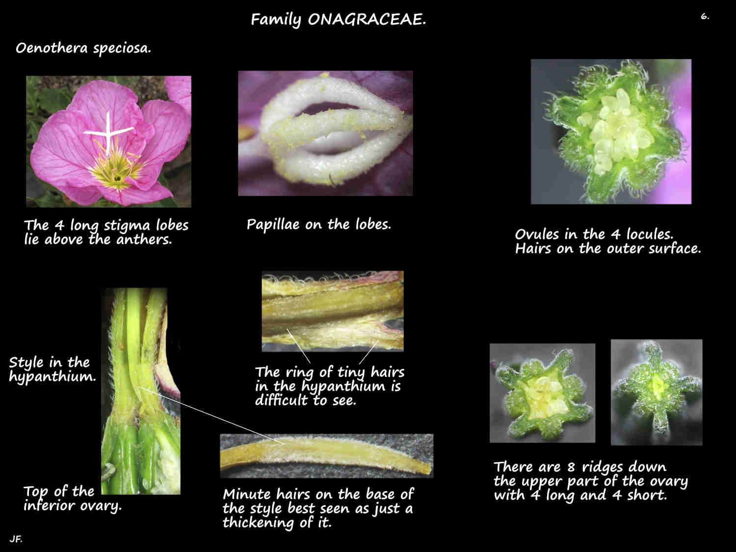 6 Oenothera speciosa ovary, style & stigmas