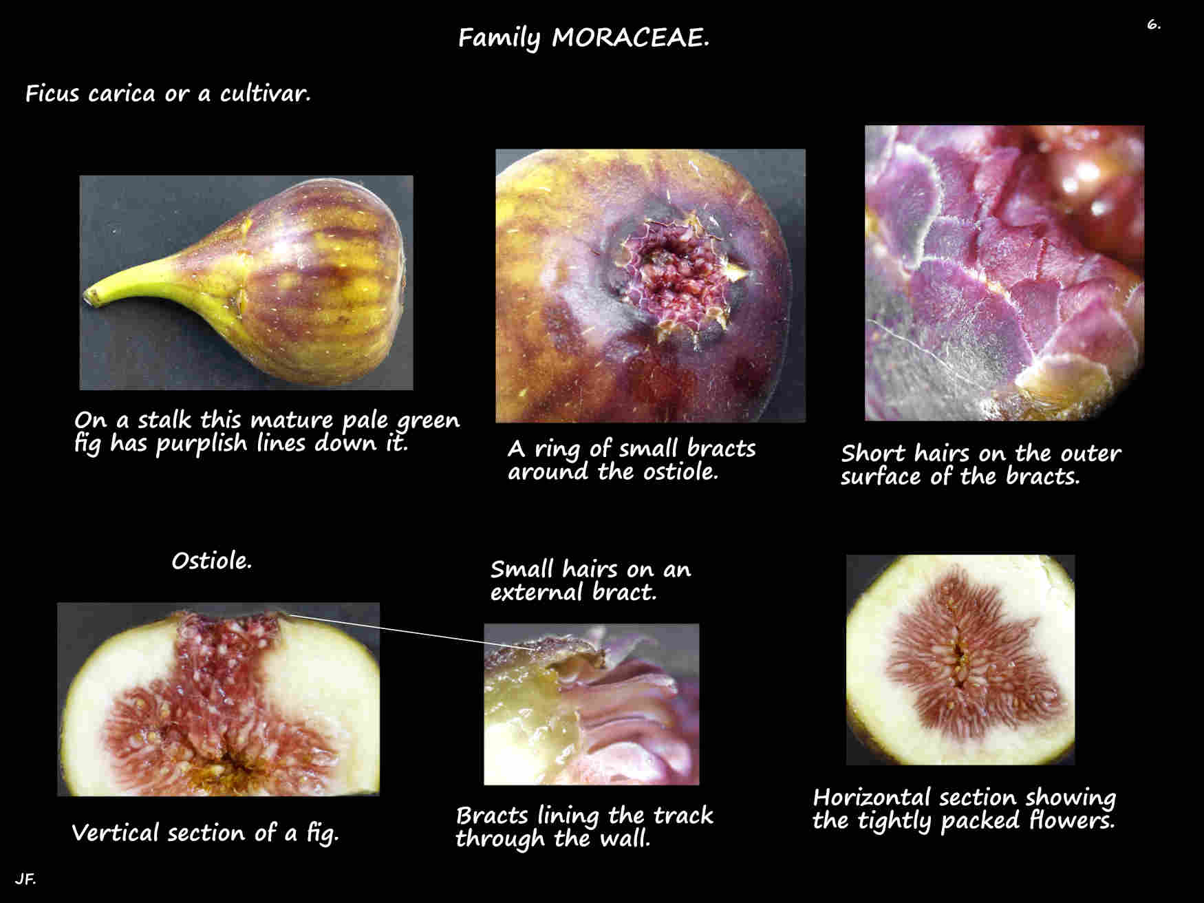 6 Ostiole bracts on a Common fig