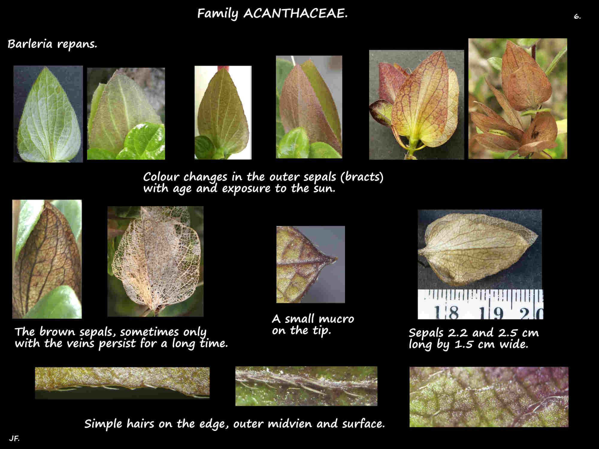 6 Outer sepals or bracts of Creeping Barleria flowers