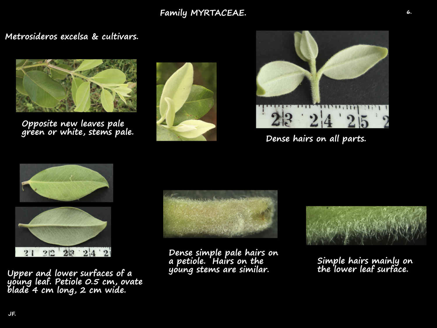 6 Pale hairy new Metrosideros growth