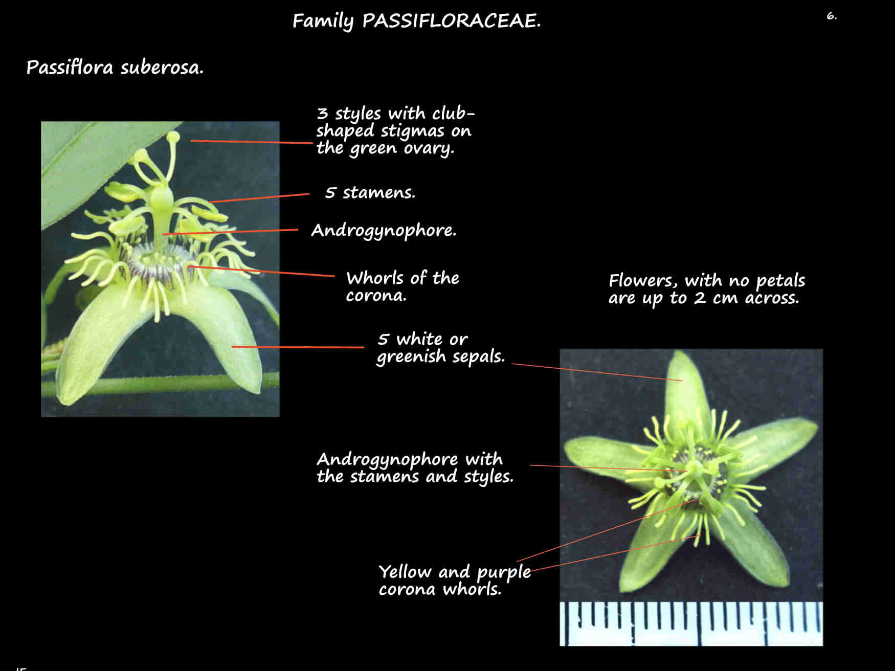 6 Parts of a Wild Passionfruit flower