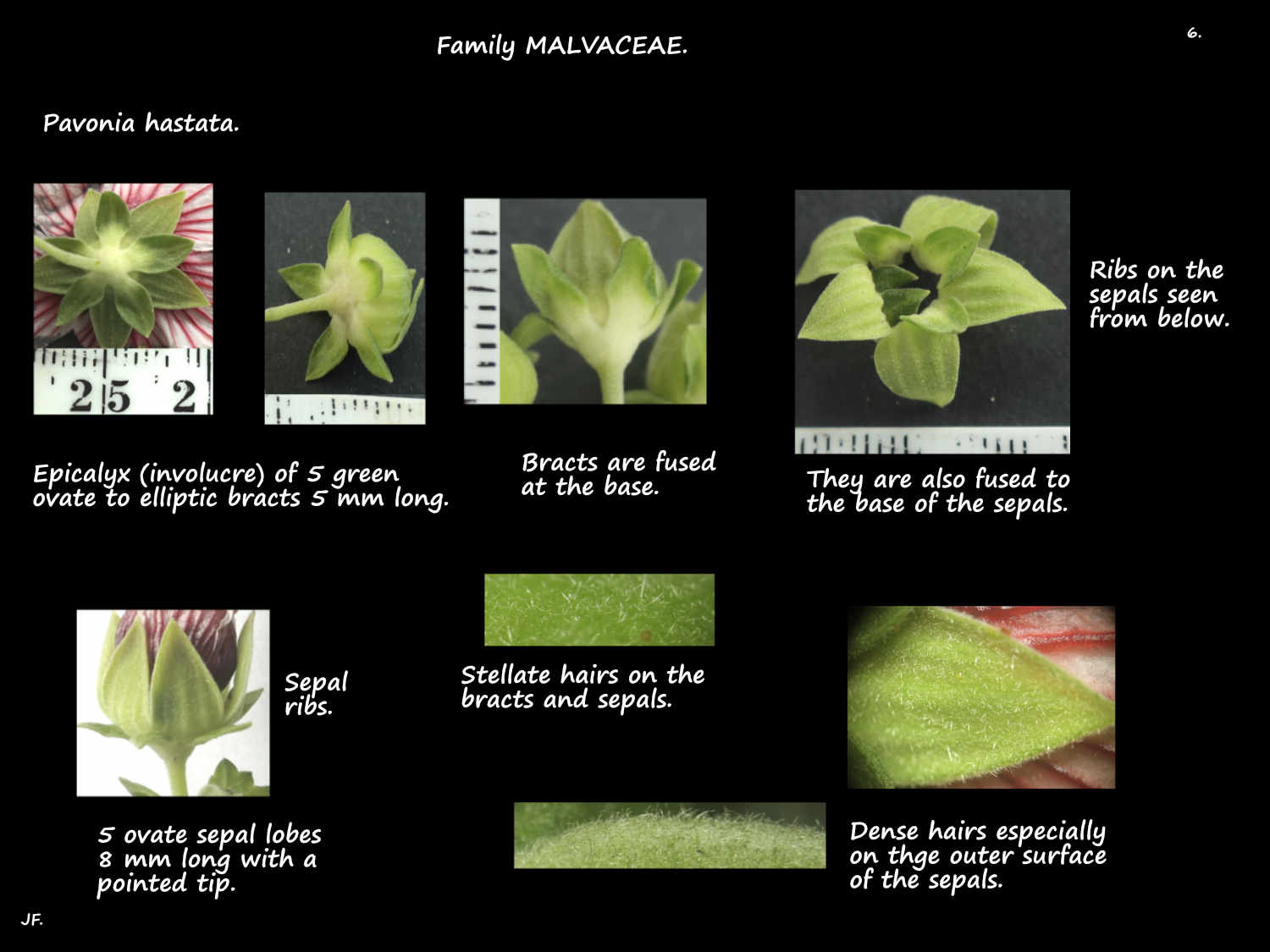 6 Pavonia hastata epicalyx