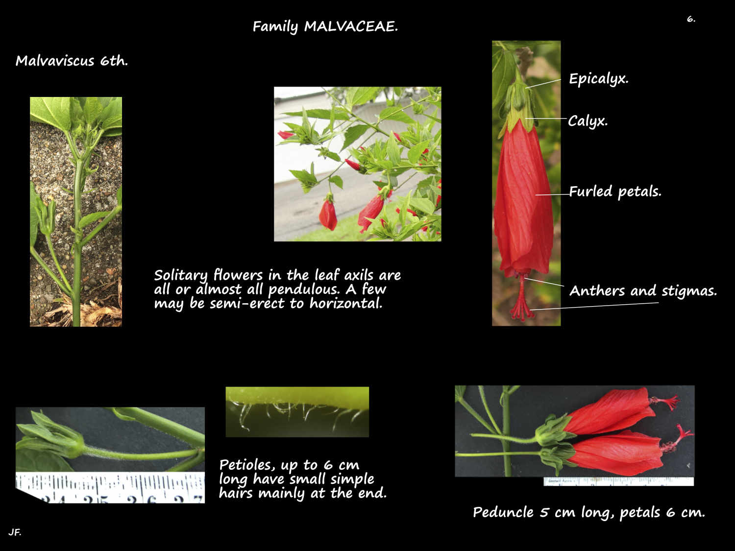 6 Pendulous Sleeping Hibiscus flowers