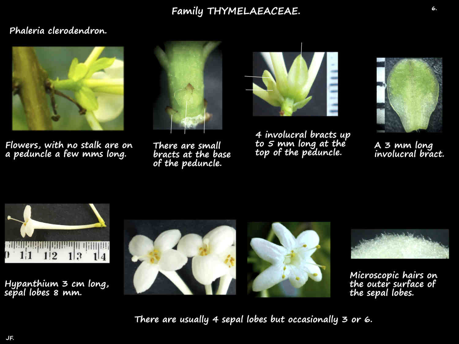 6 Phaleria clerodendron bracts & sepals