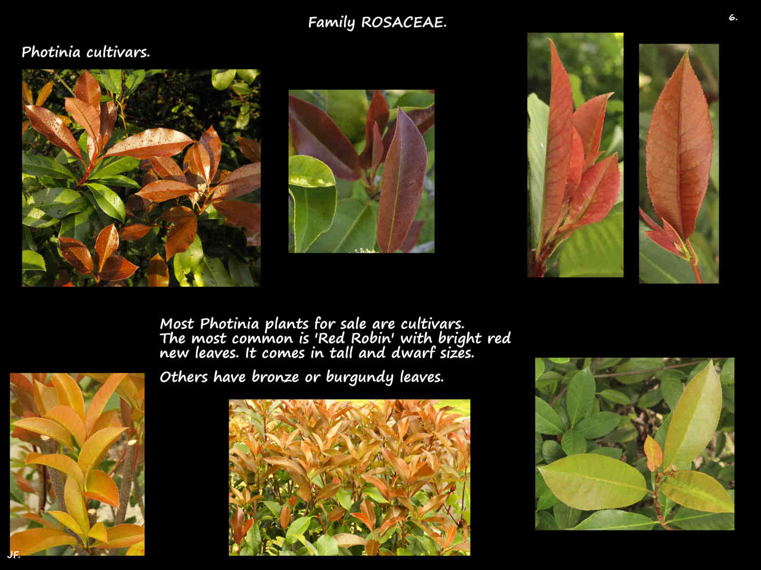 6 Photinia leaf colours