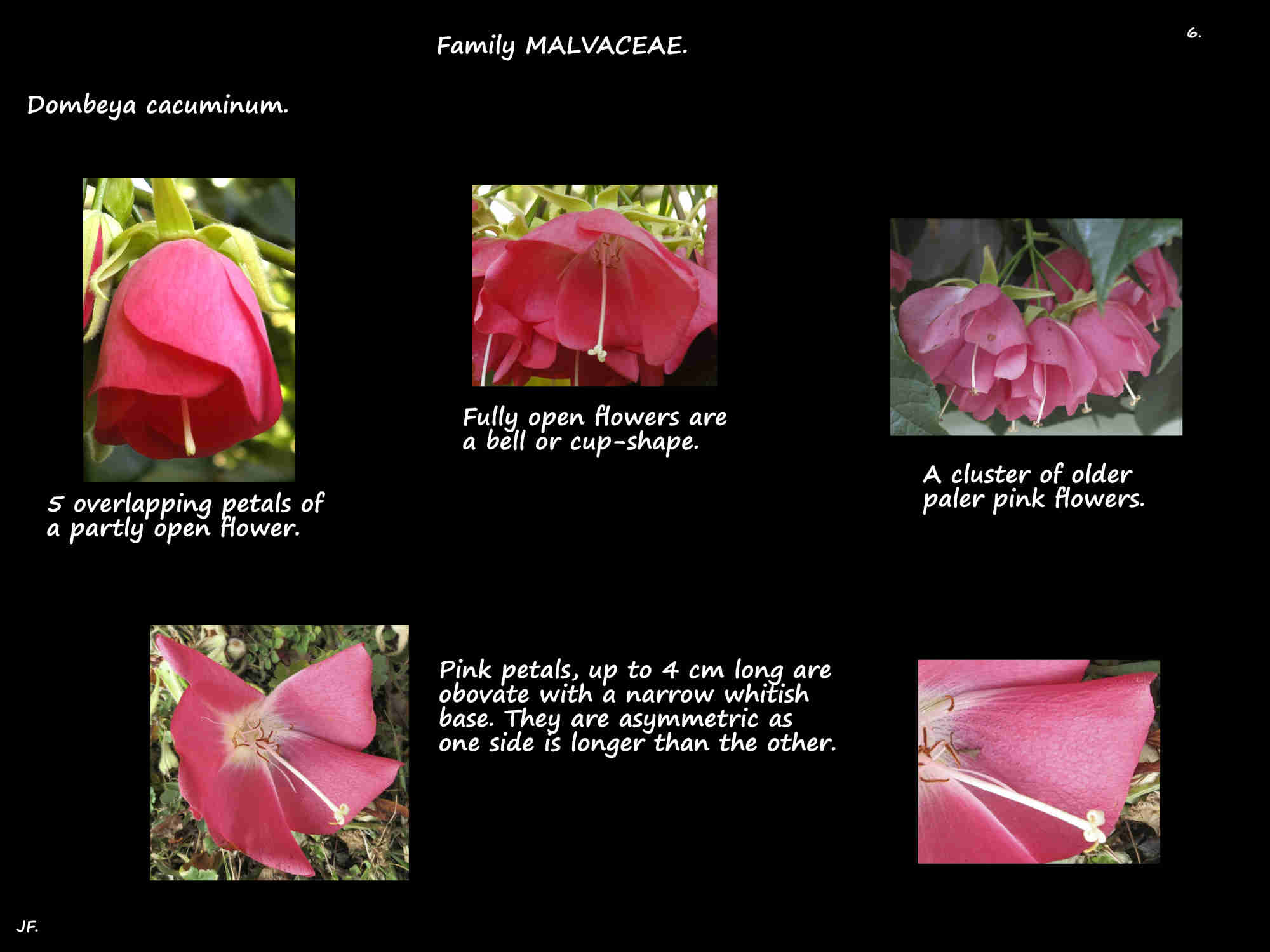 6 Pink Dombeya petals