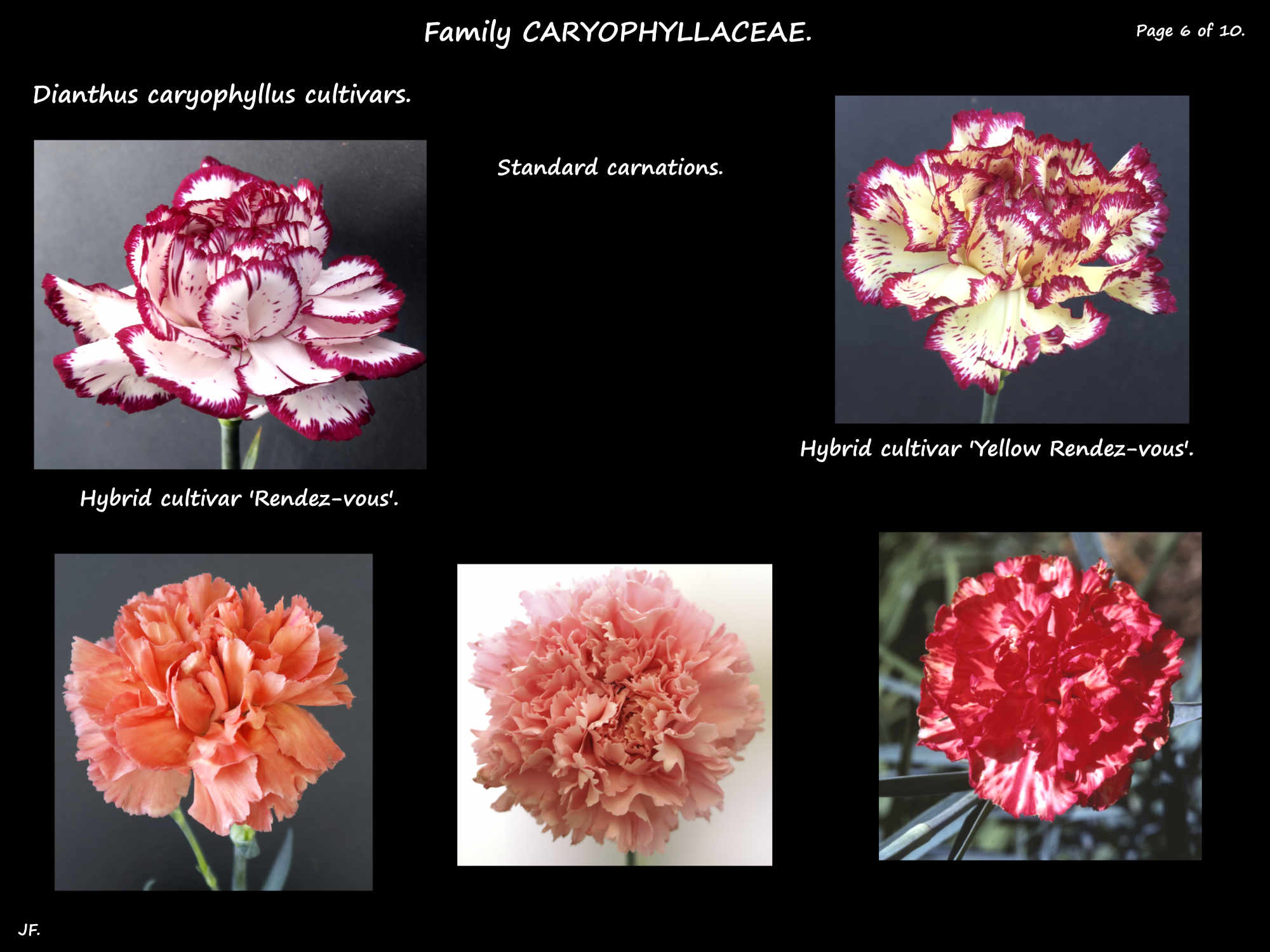6 Pink & red standard carnations