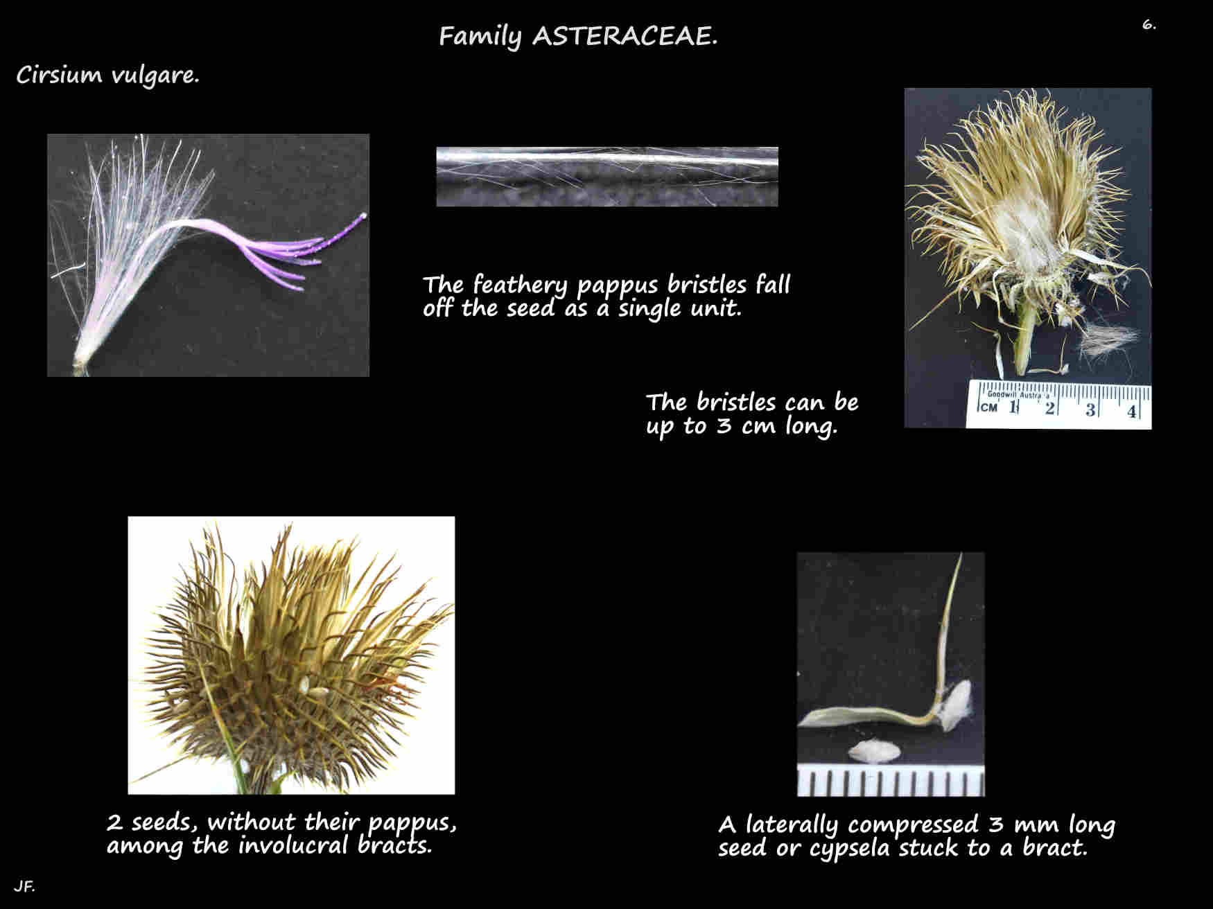 6 Plume thistle seeds & feathery pappus