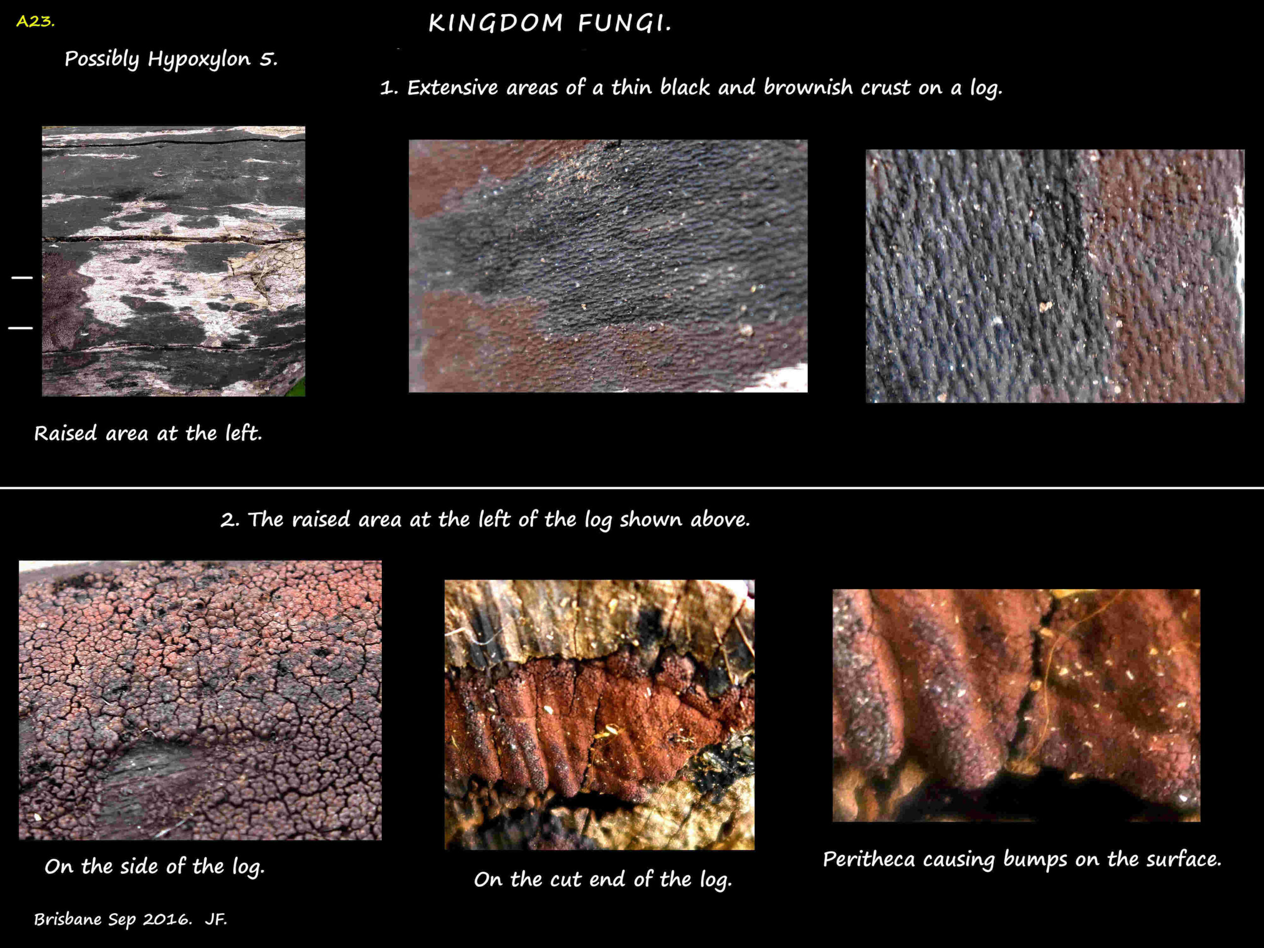 6 Possible Hypoxylon 3