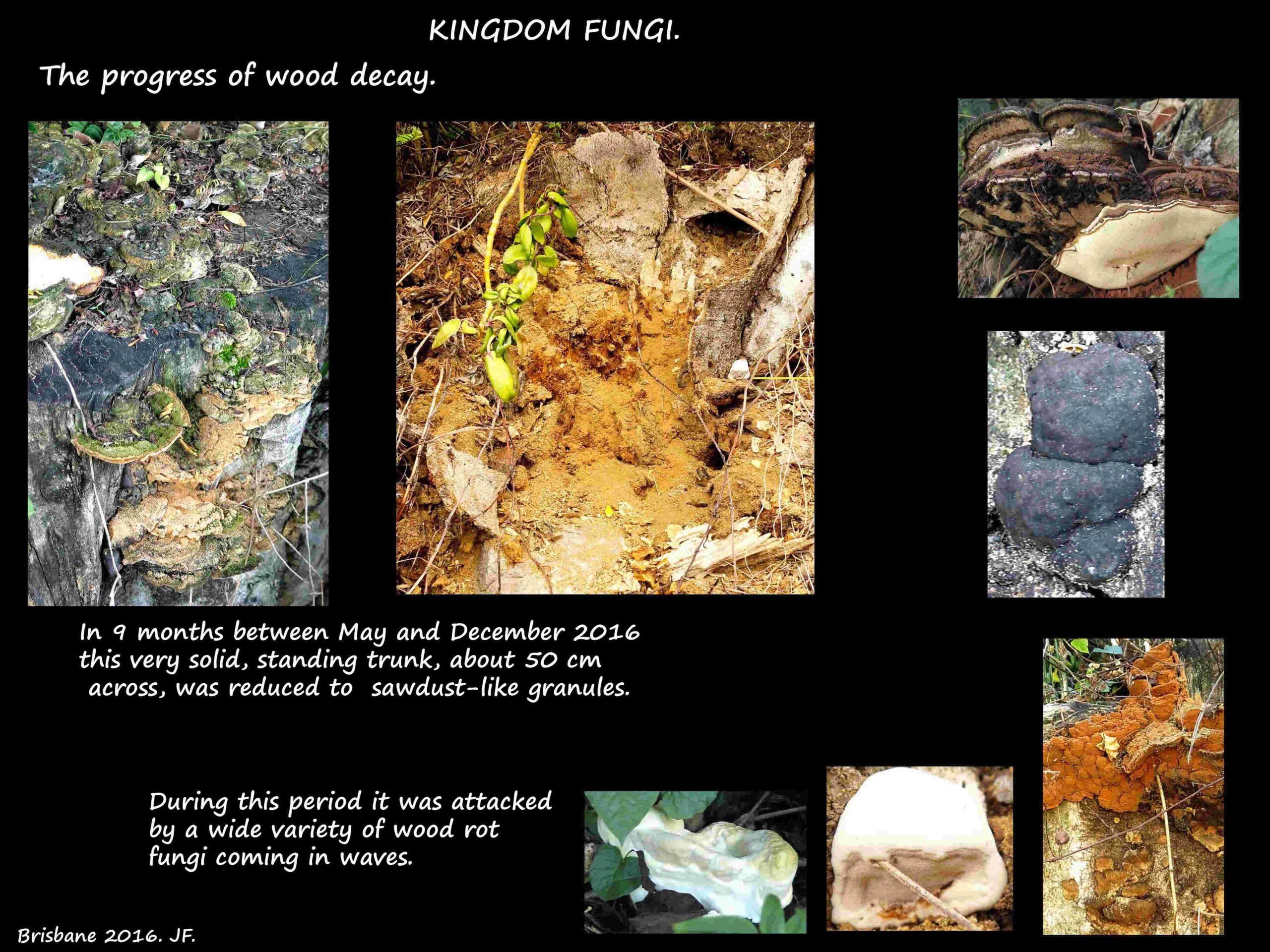 6 Progress of decay & the numerous fungi involved