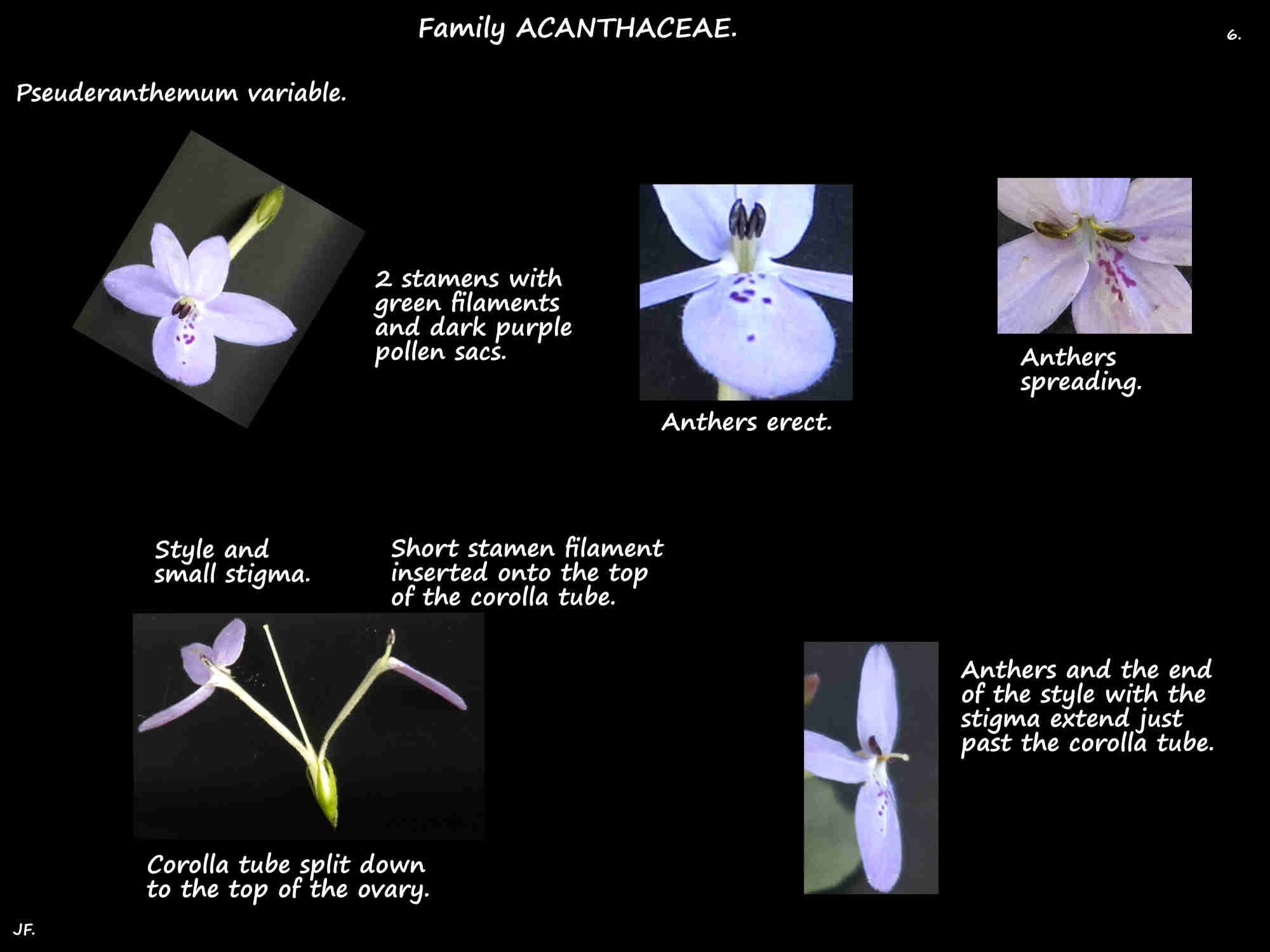 6 Pseuderanthemum variable stamens & style