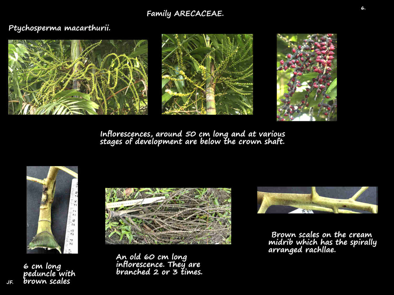 6 Ptychosperma macarthurii inflorescences