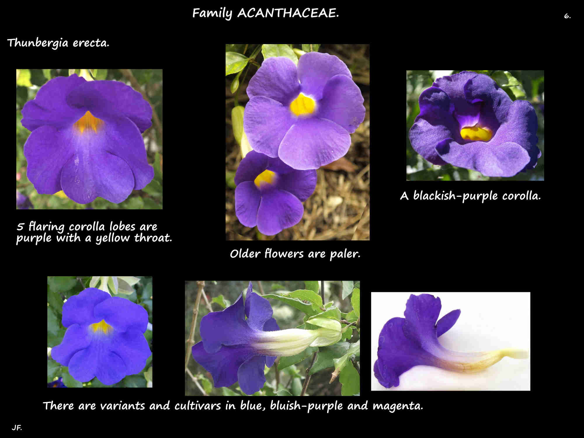 6 Purple King's Mantle flowers
