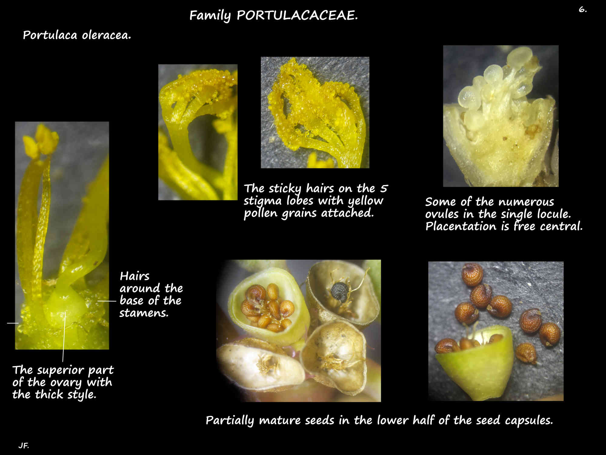 6 Red Pigweed ovary, ovules & the capsule bases