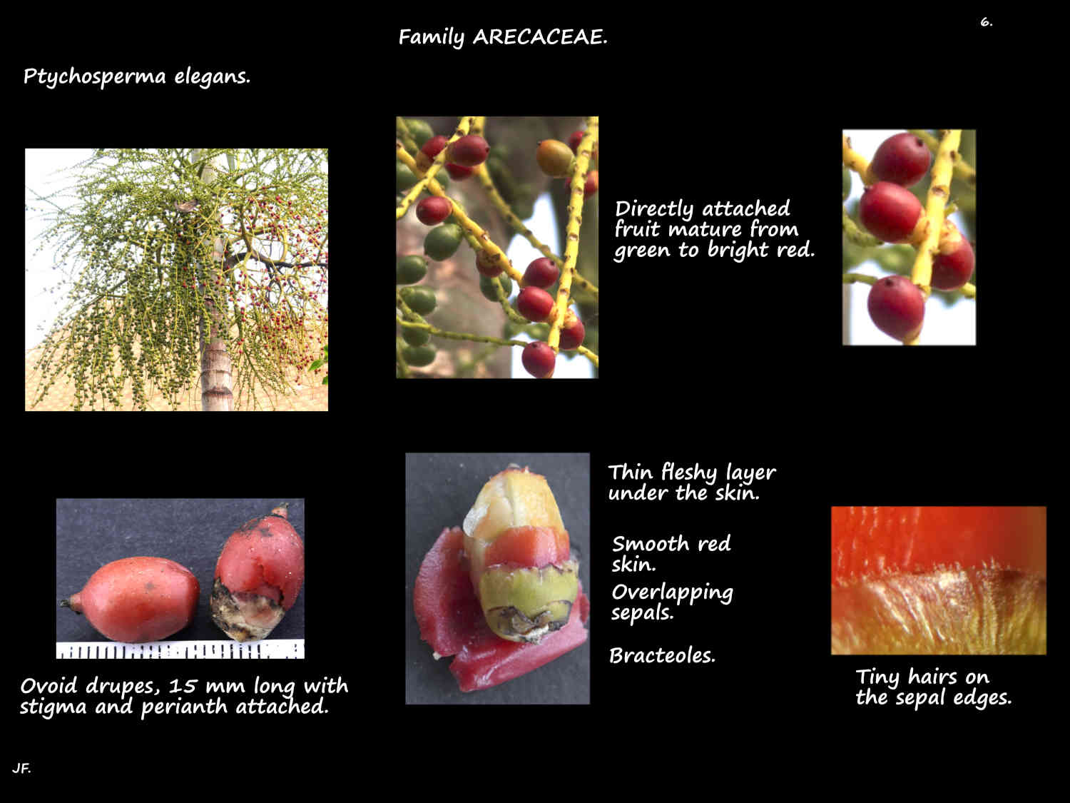 6 Red Ptychosperma elegans drupes