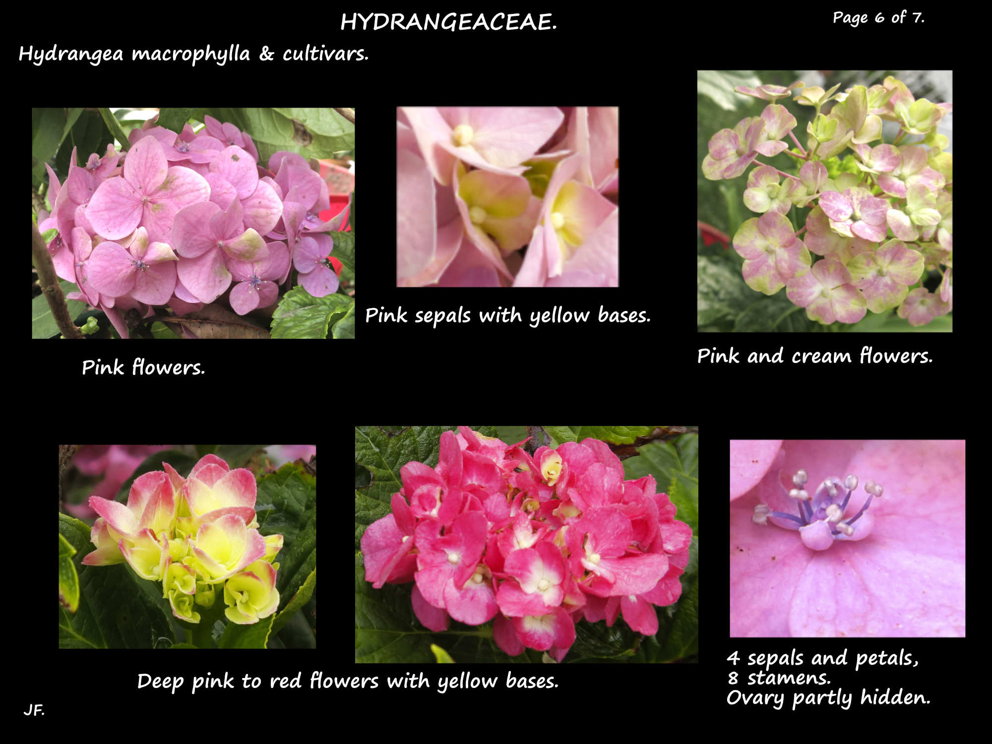 6 Red & pink Hydrangea macrophylla flowers