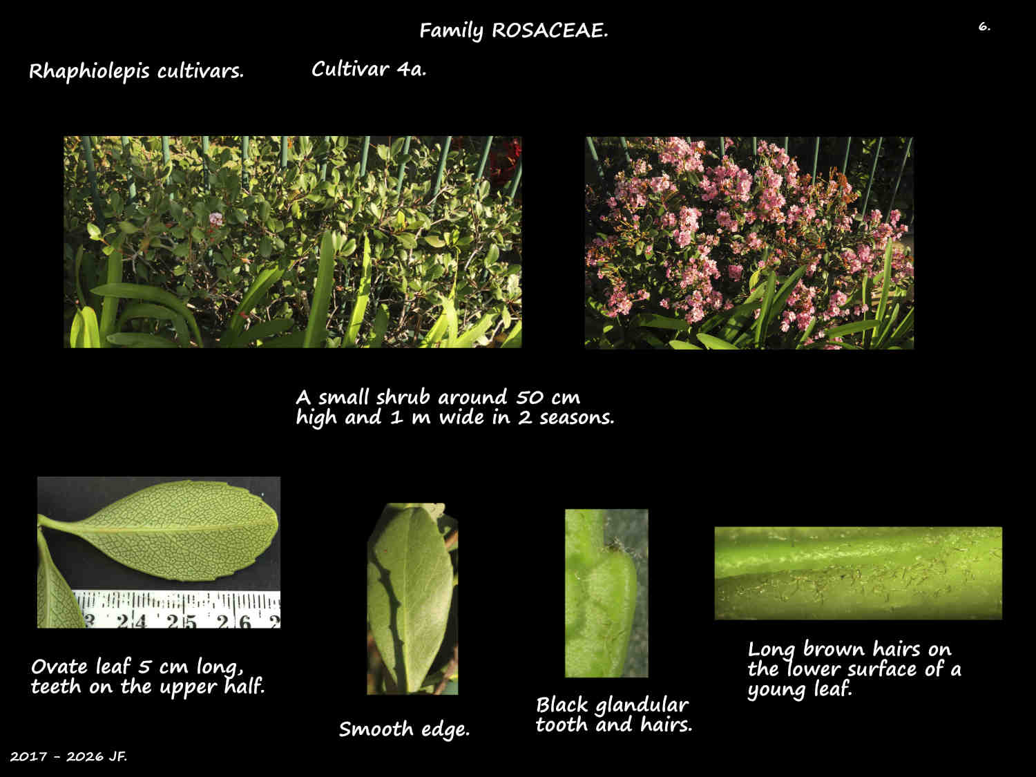 6 Rhaphiolepis cultivar 4a