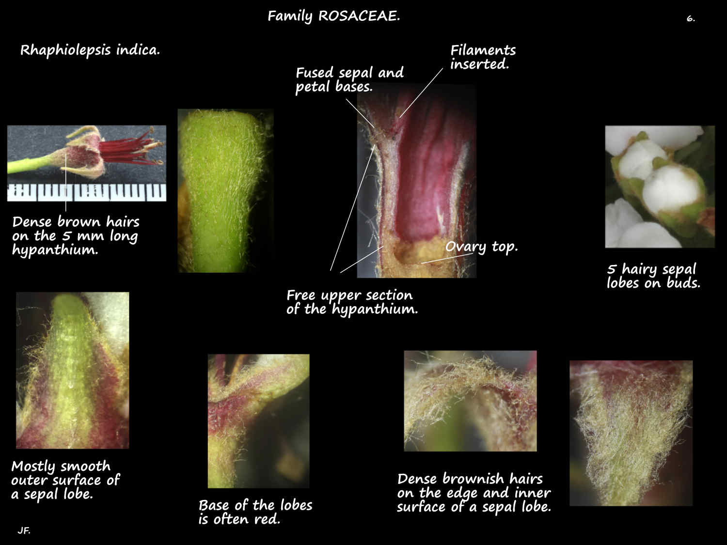 6 Rhaphiolepsis indica sepals