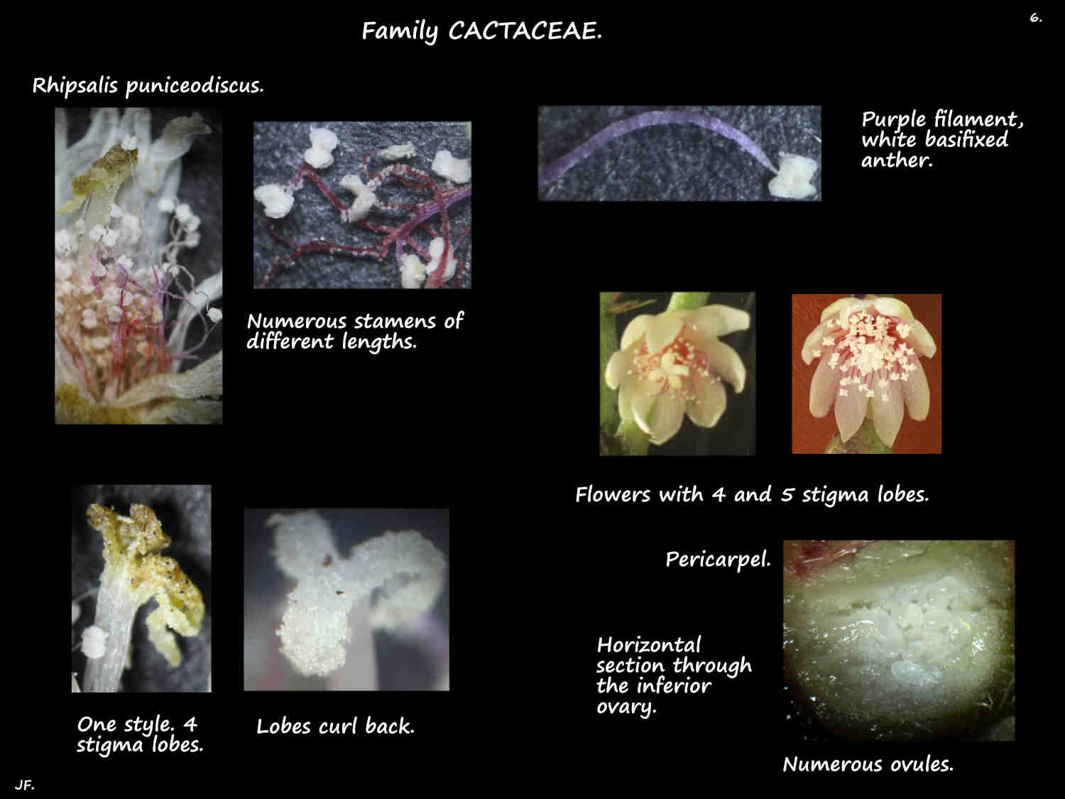 6 Rhipsalis puniceodiscus stamens, stigmas & ovary