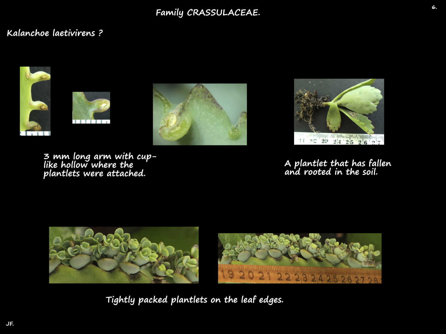 6 Rooted Kalanchoe bulbils