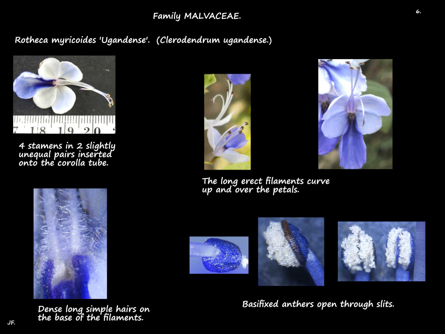 6 Rotheca myricoides stamens