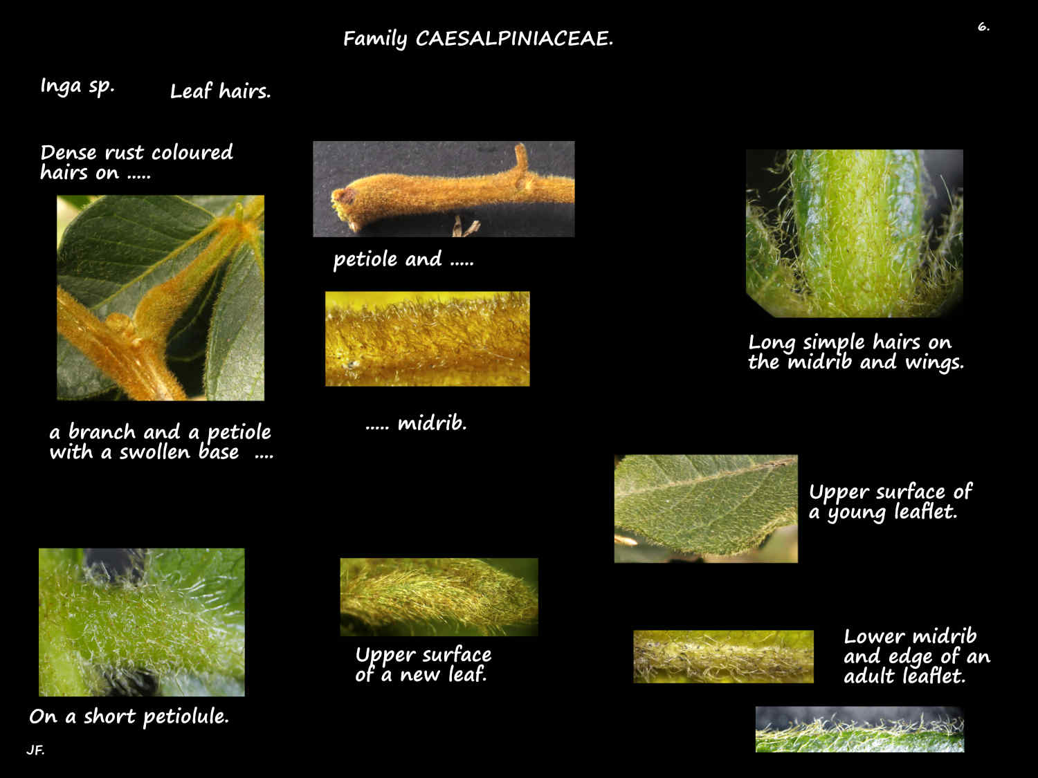 6 Rust coloured hairs on Inga leaves