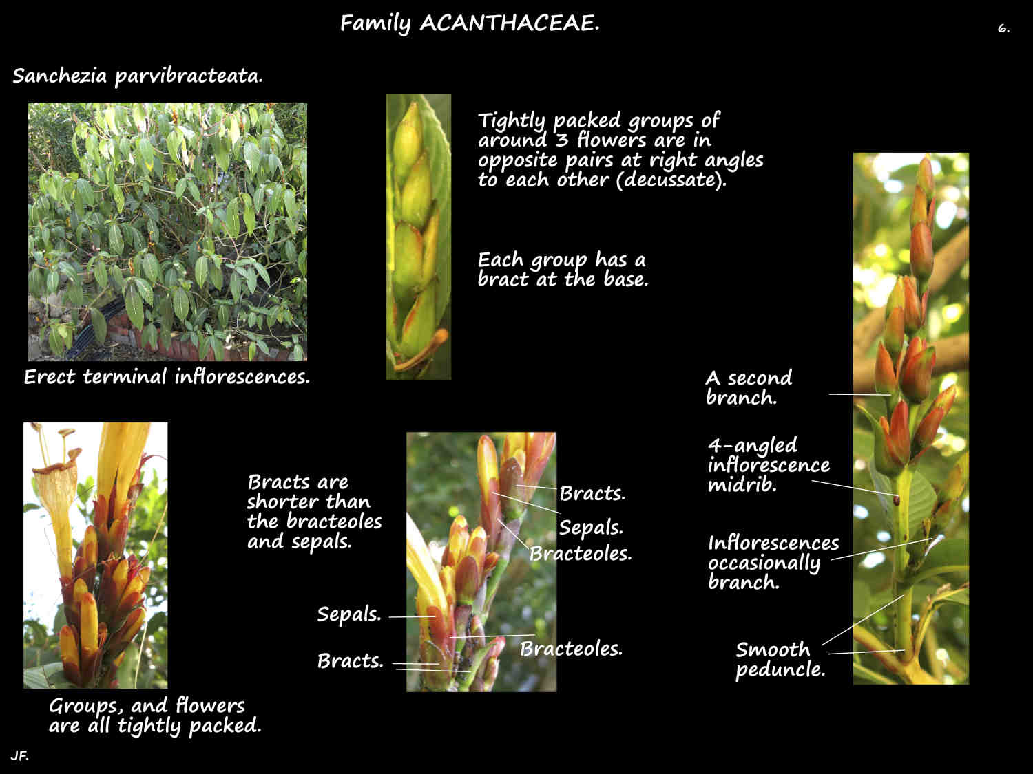 6 Sanchezia parvibracteata inflorescences