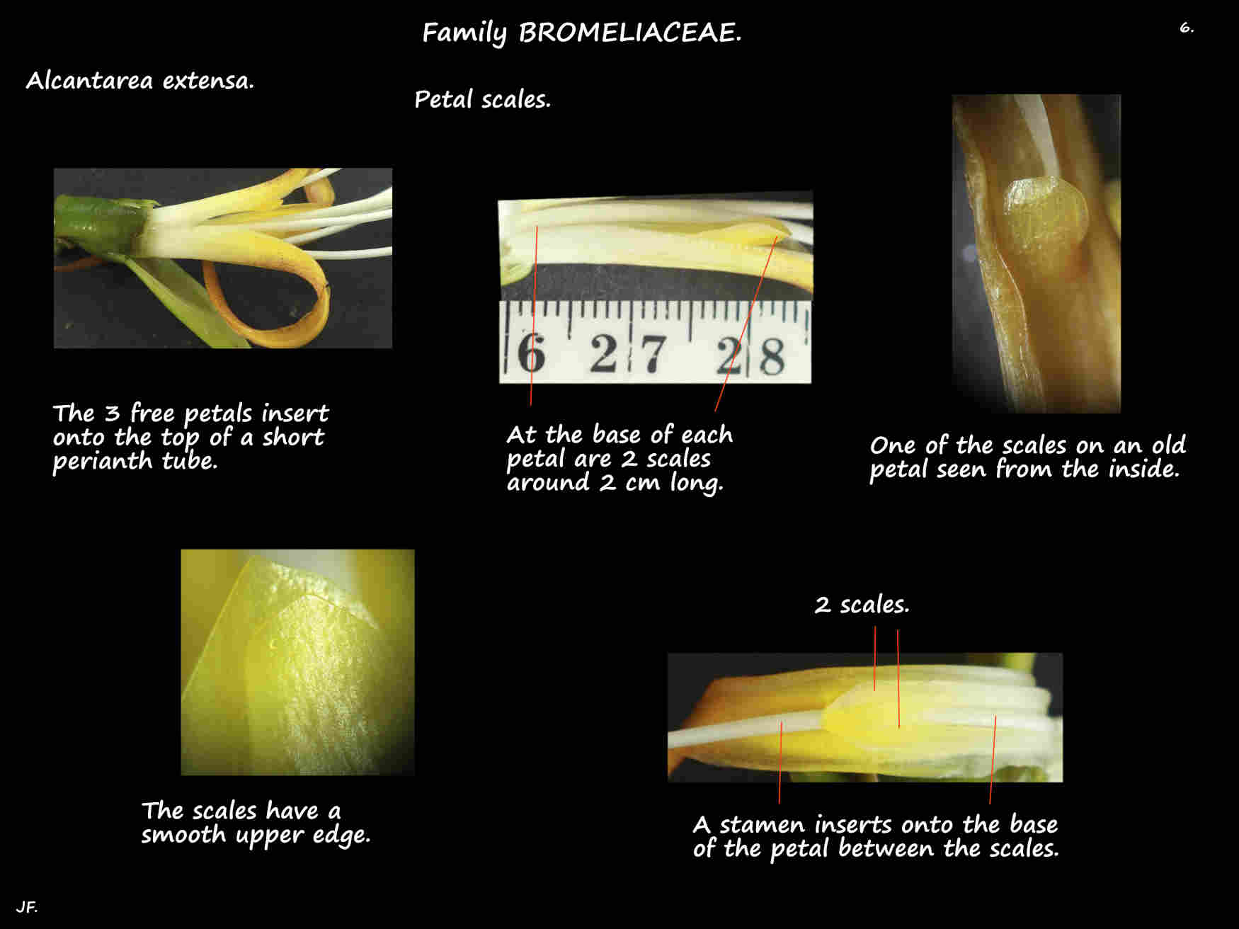 6 Scales on Alcantarea extensa petals