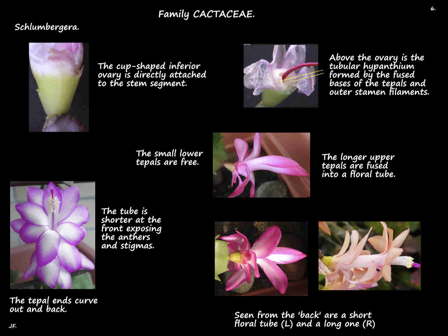 6 Schlumbergera hypanthium & floral tube