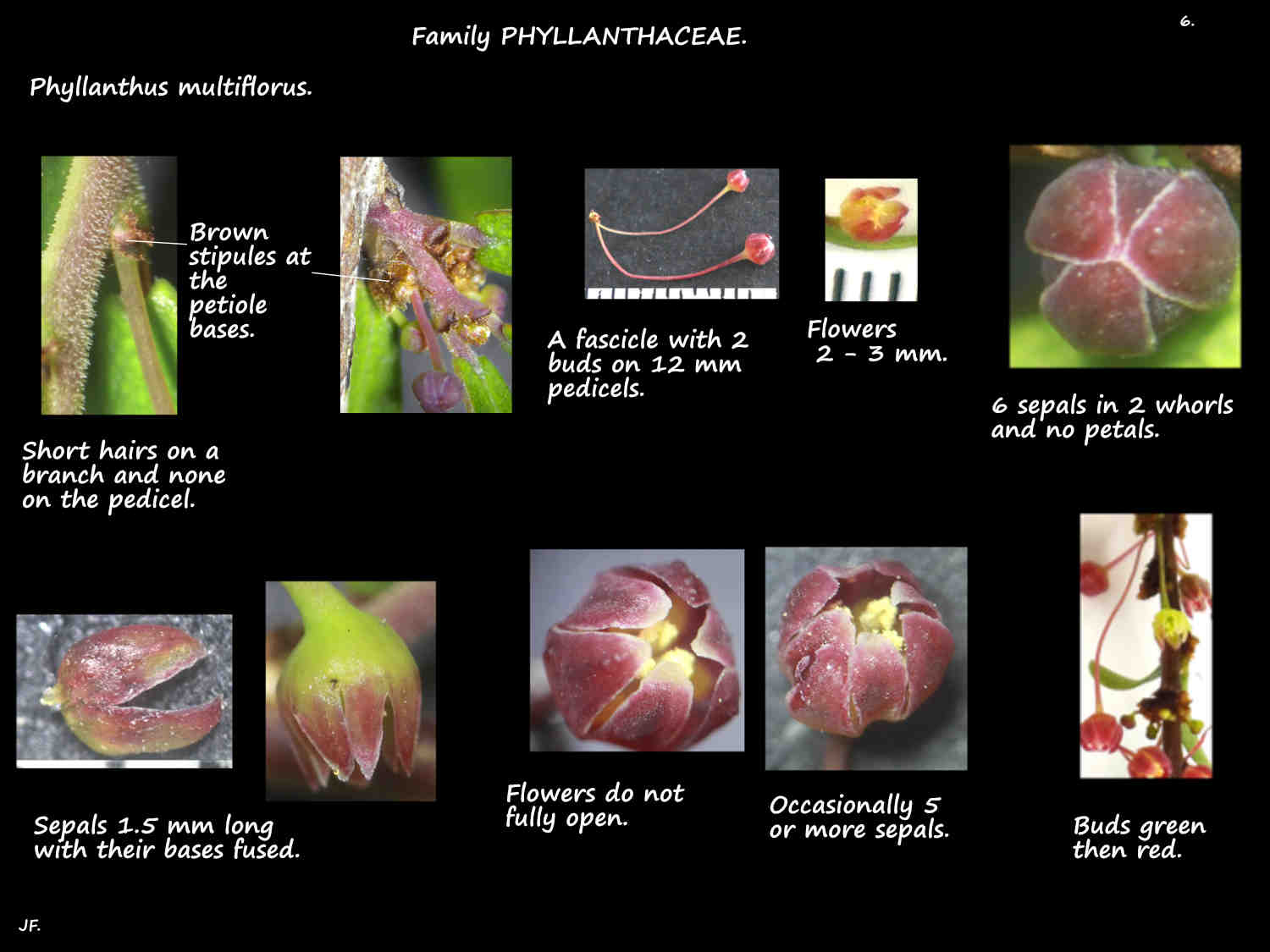 6 Sepals & no petals on Phyllanthus multiflorus flowers