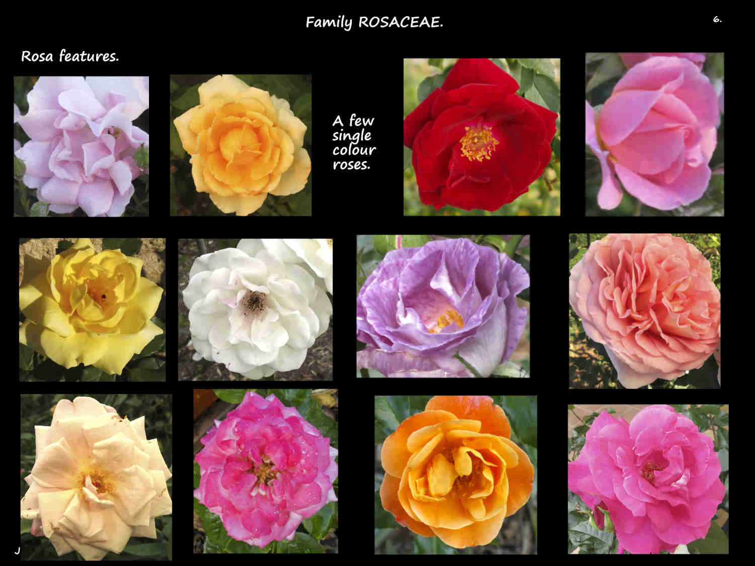 6 Single colour roses