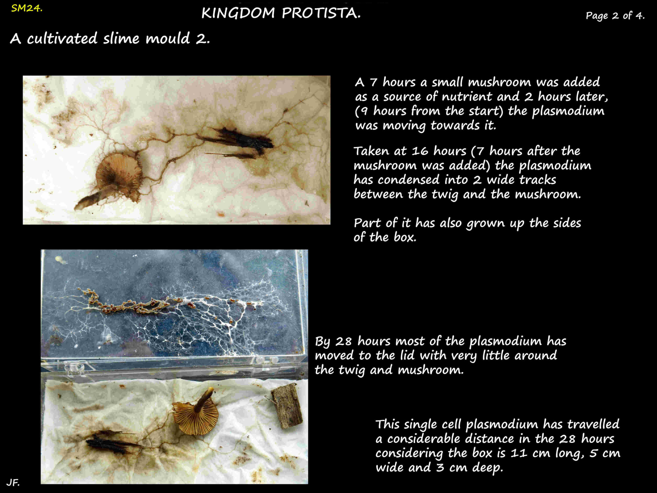 6 Slime mould motility after 7 & 28 hours