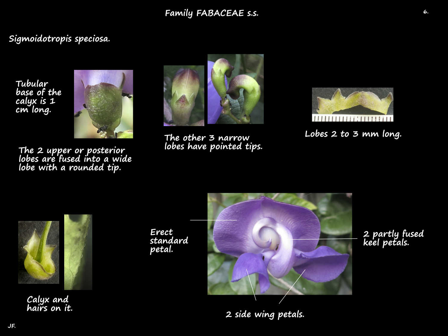 6 Snail vine flowers