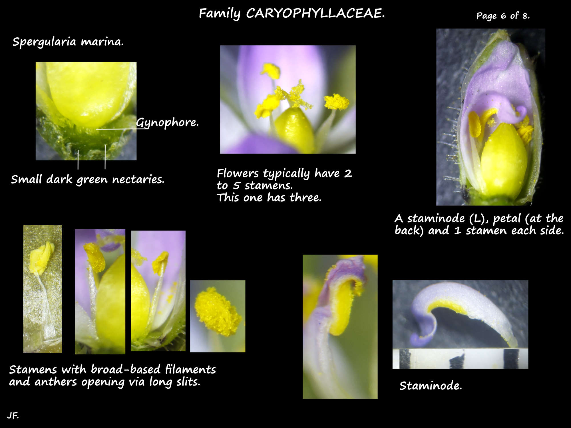 6 Spergularia nectaries, stamens & staminodes