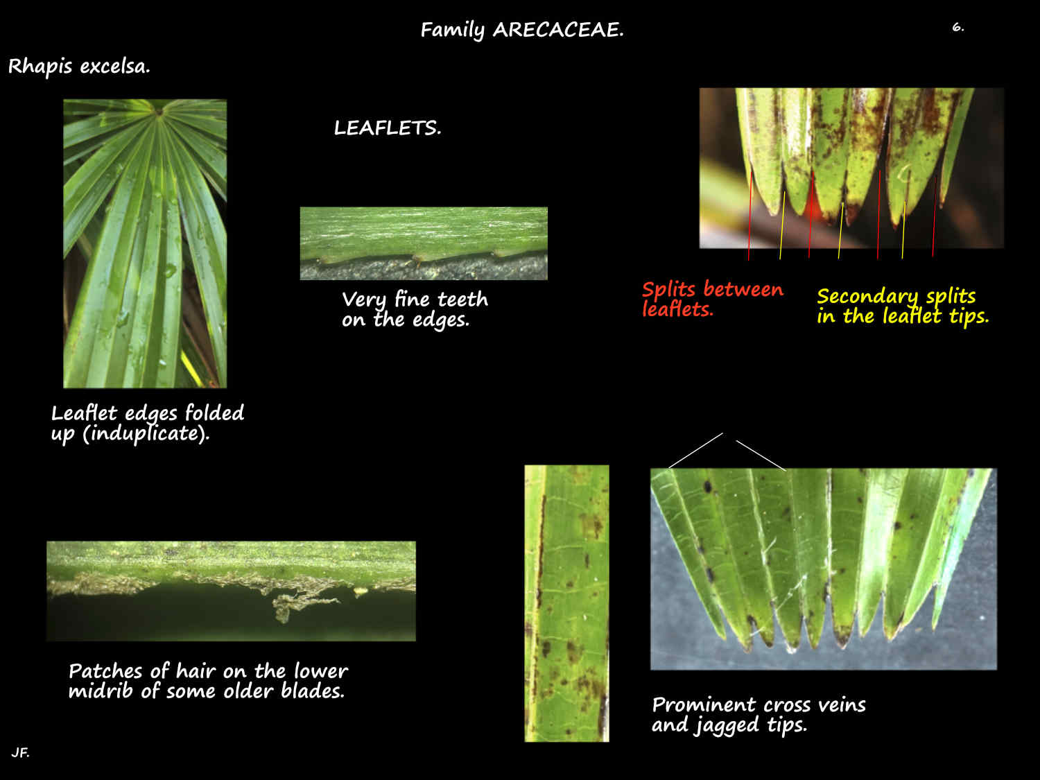 6 Split tips of Rhapis excelsa leaflets