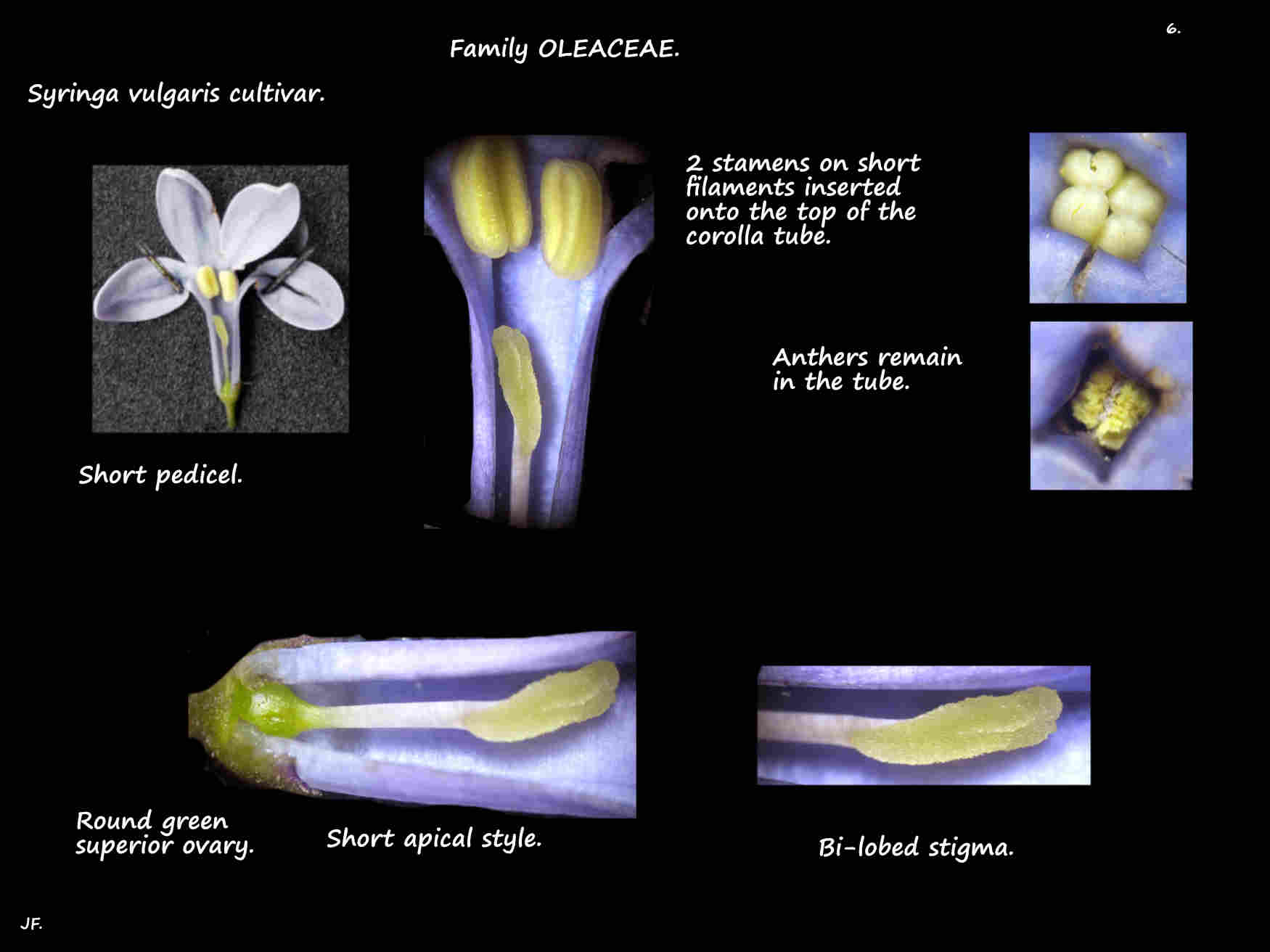 6 Syringa stamens, ovary & stigmas