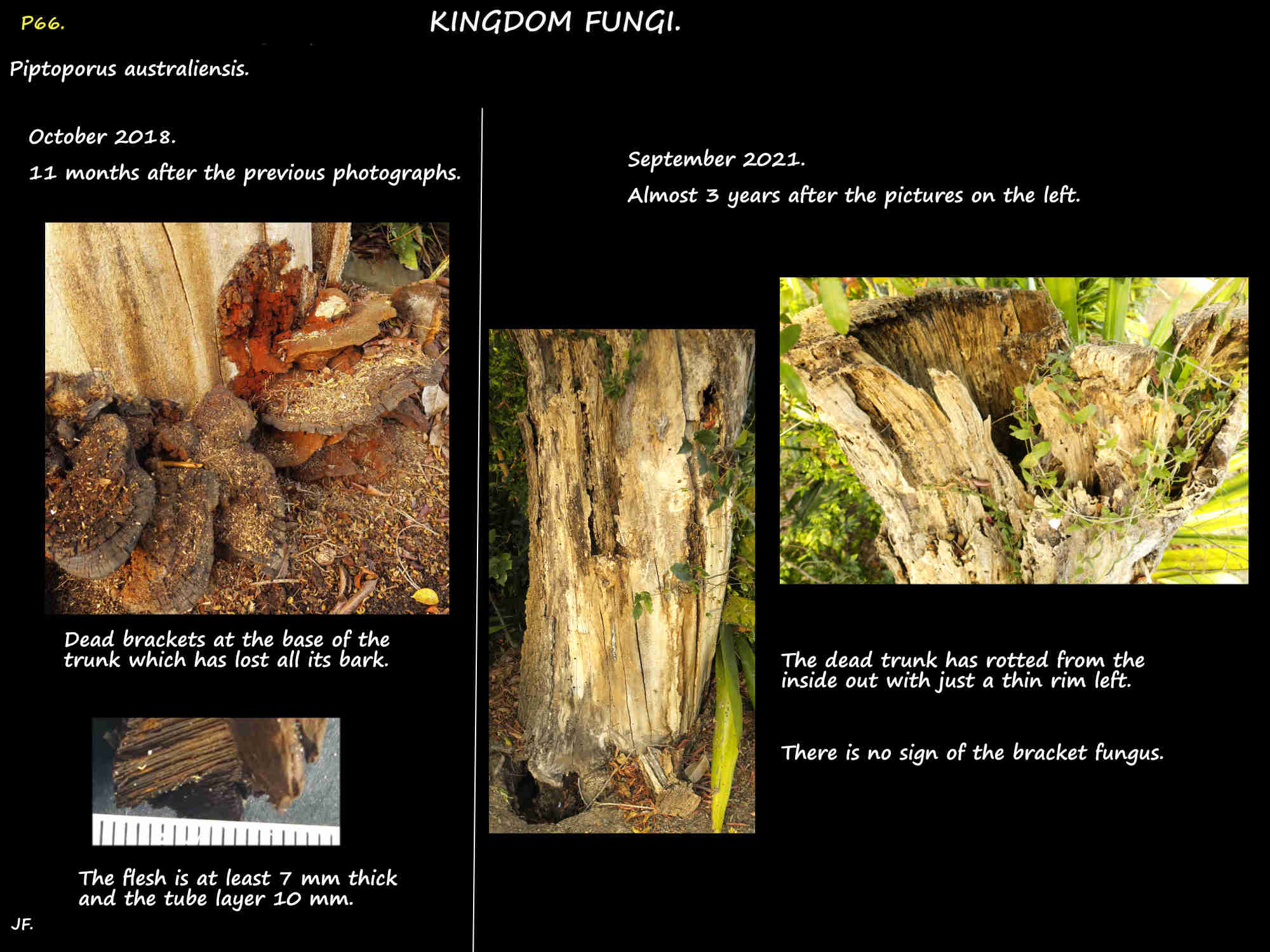 6 The Piptoporus australiensis 1 and 3 years later