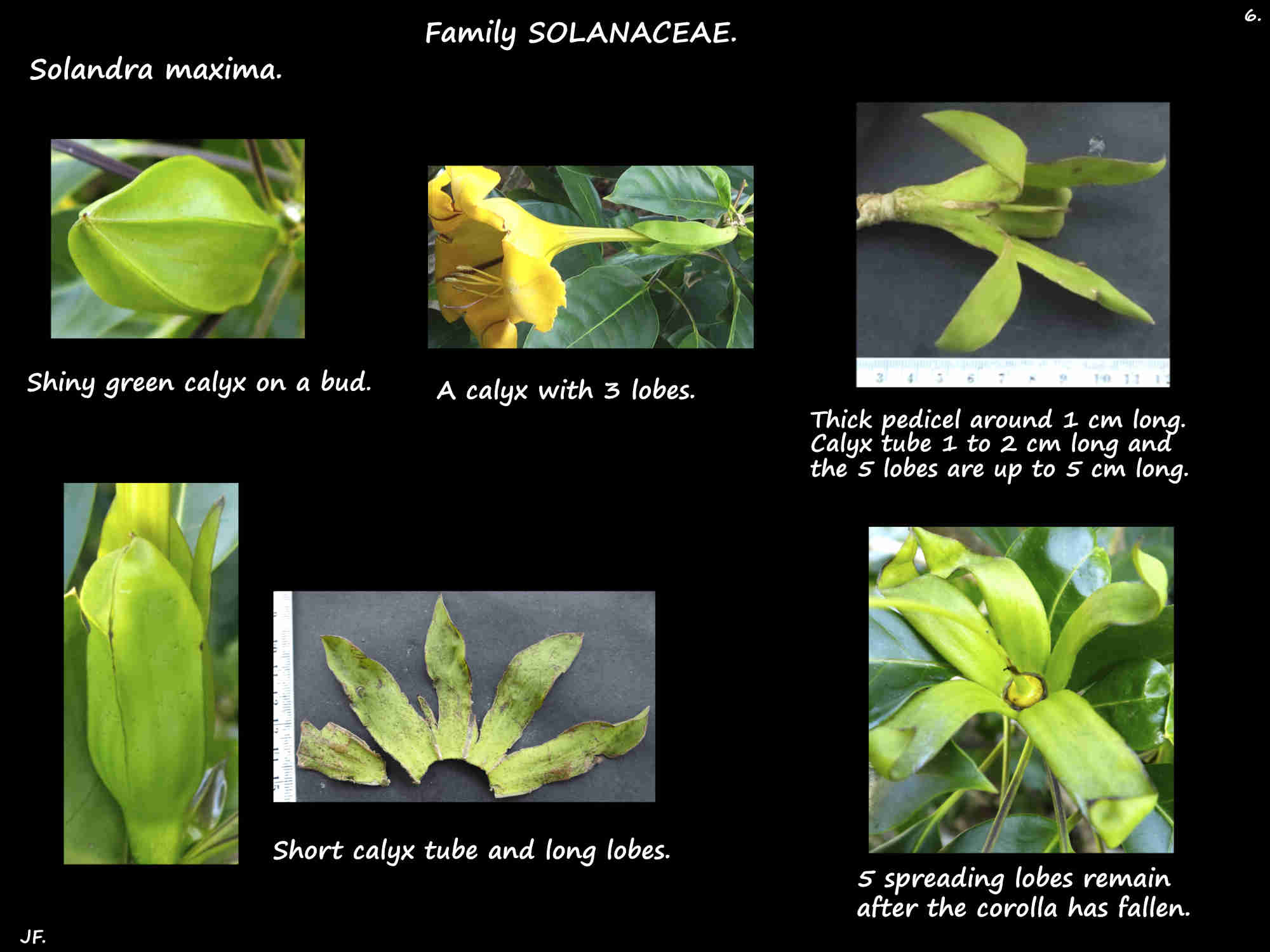 6 The Solandra maxima calyx