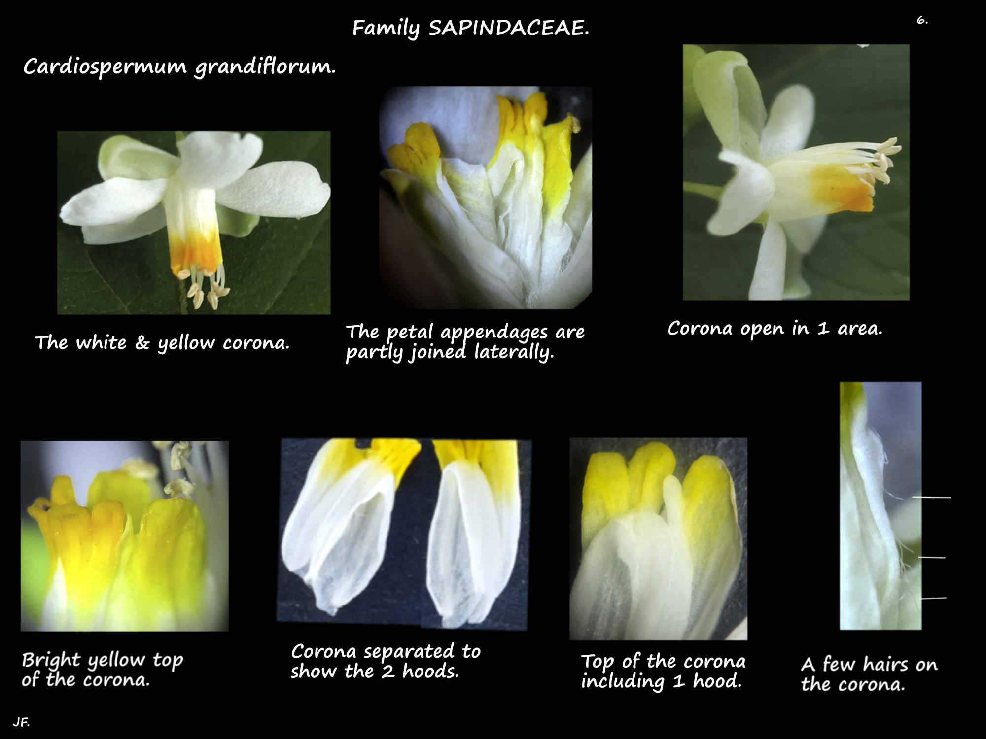 6 The corona of Cardiospermum grandiflorum flowers