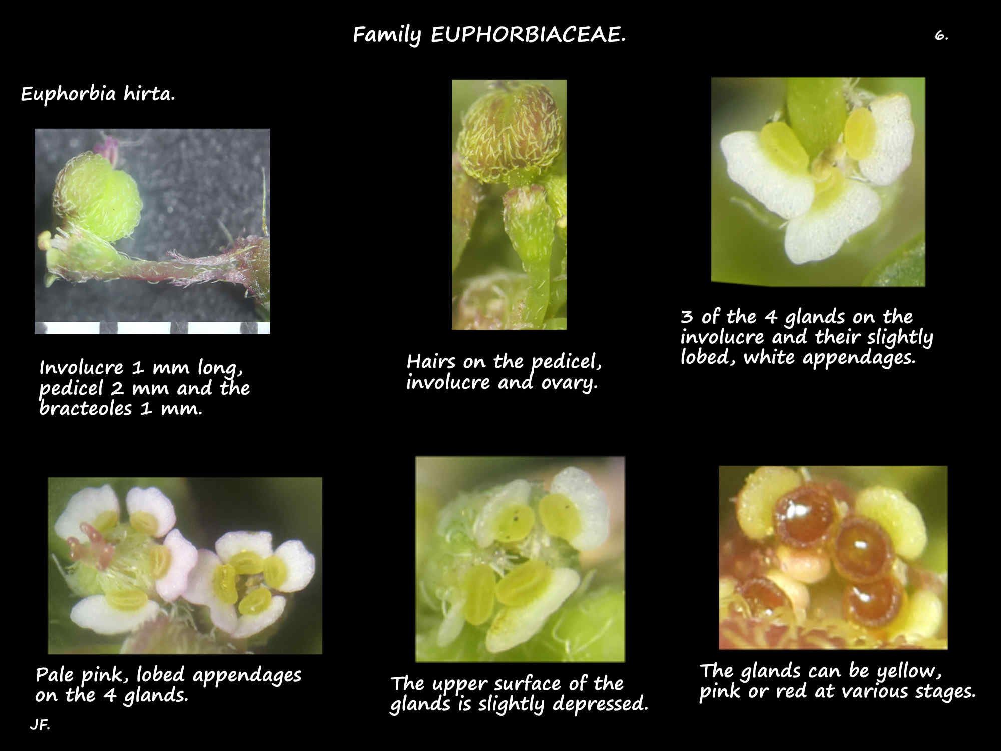 6 The involucre & glands of Euphorbia hirta cyathia