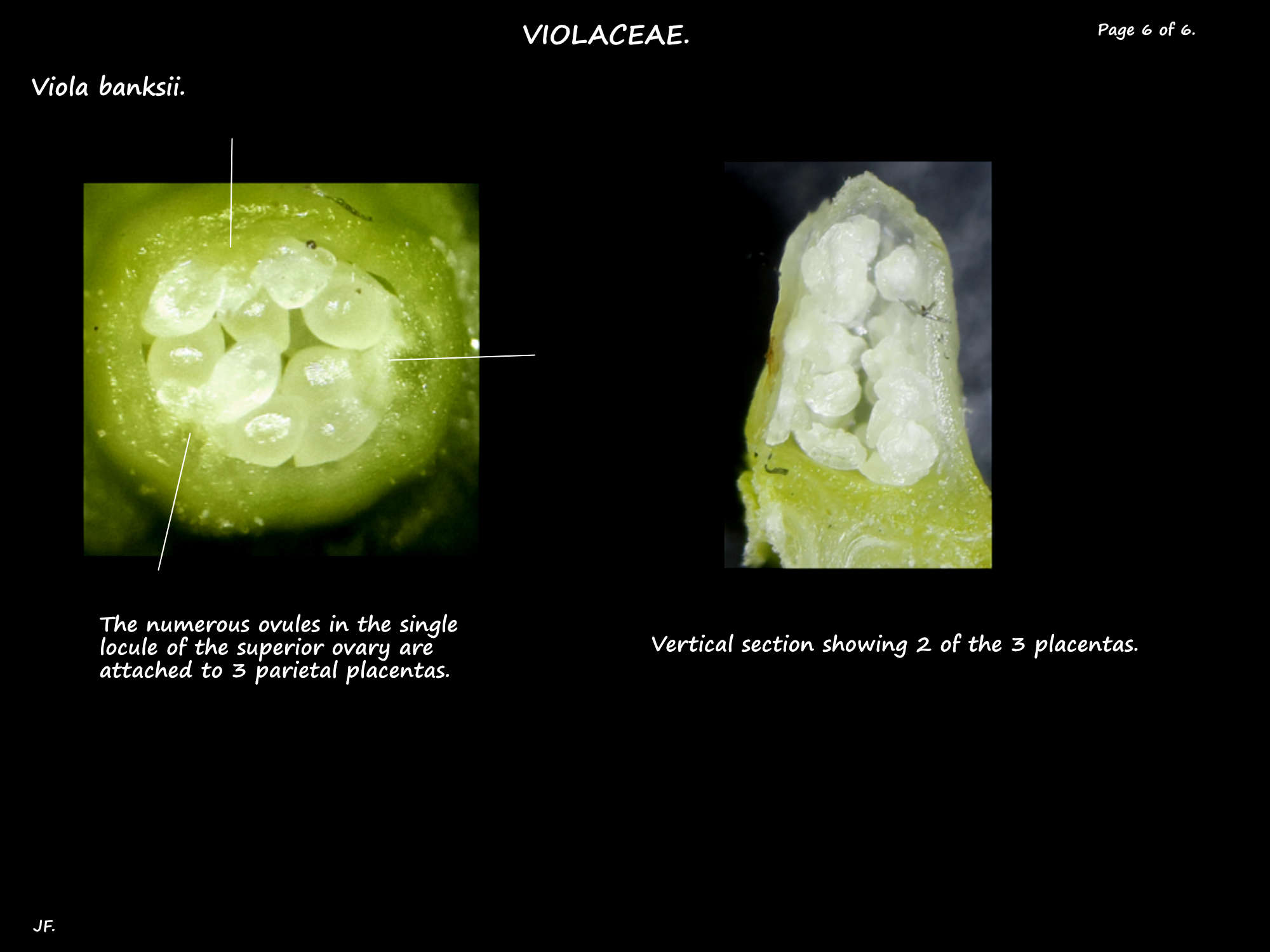 6 The ovules & placentas of Viola banksii