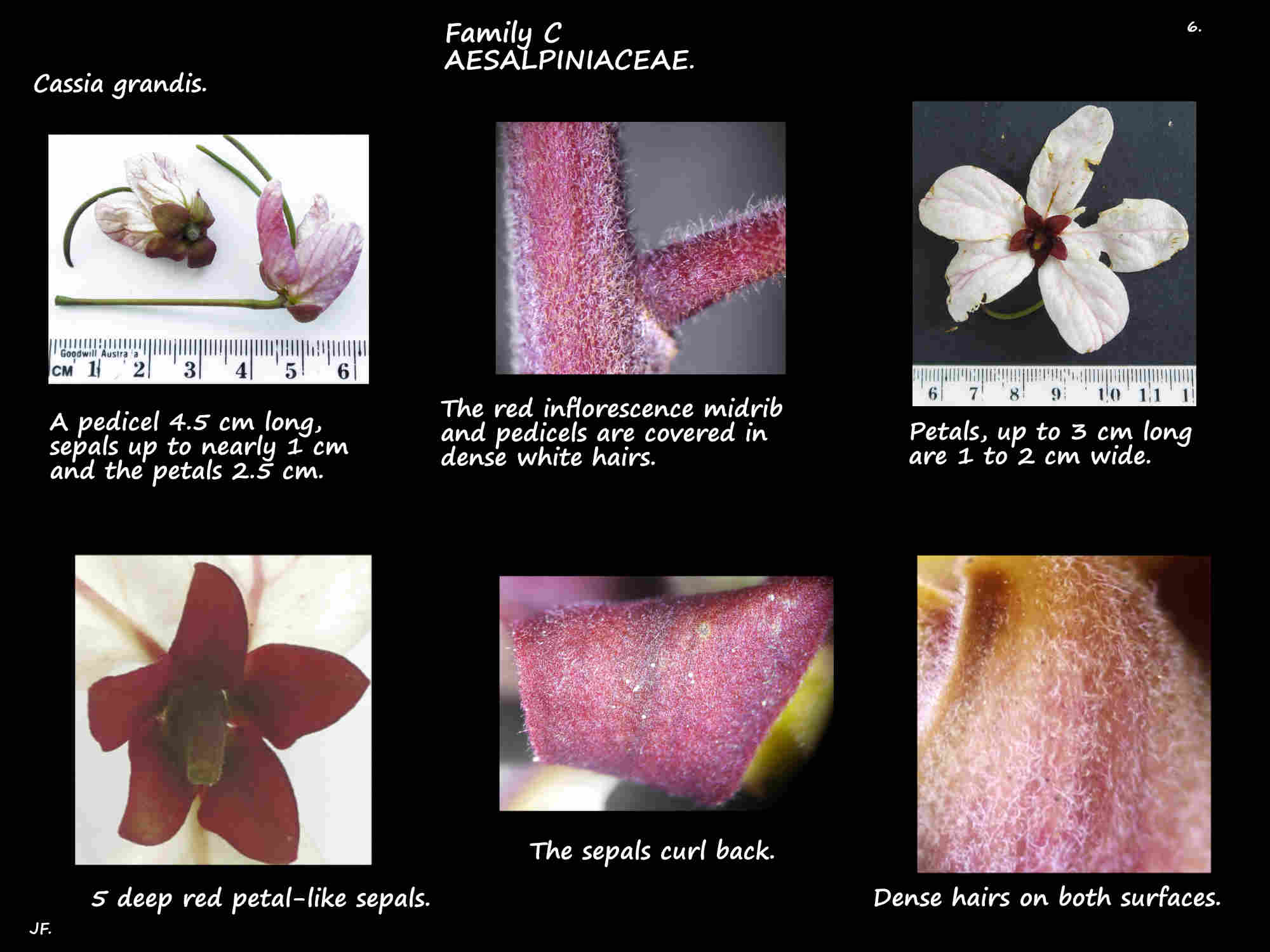 6 The sepals of Cassia grandis flowers