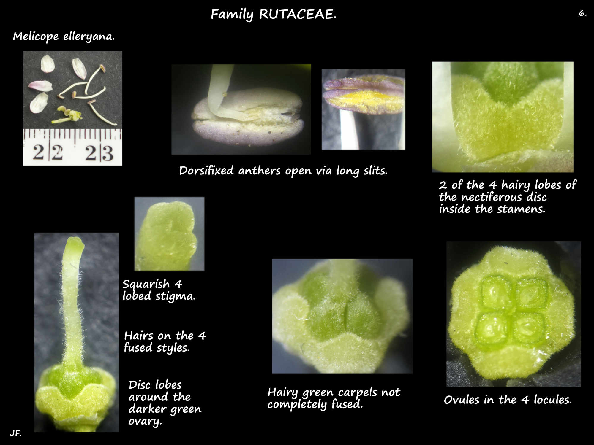 6 The stamens, disc & ovary of Melicope elleryana