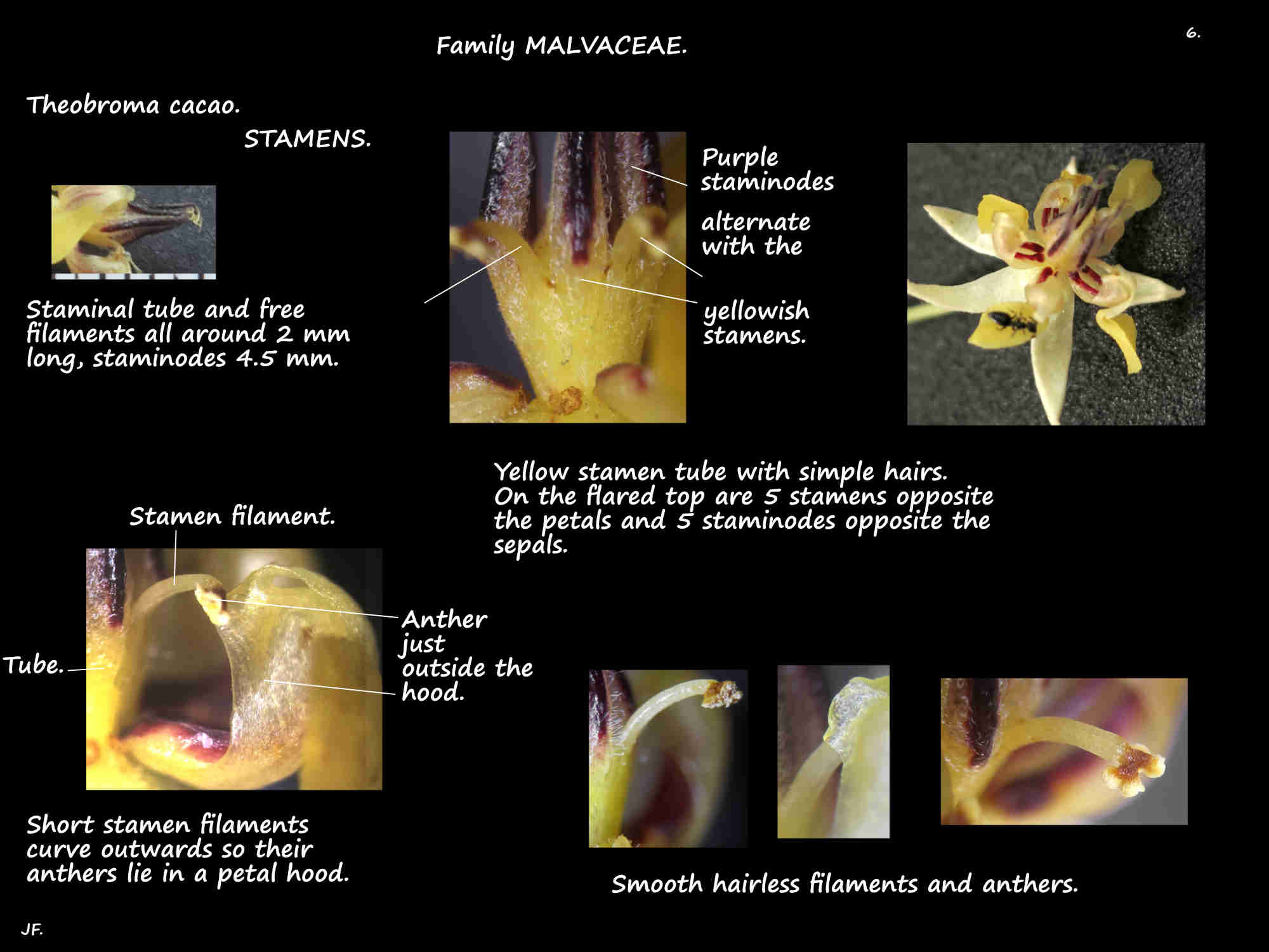 6 Theobroma cacao stamens