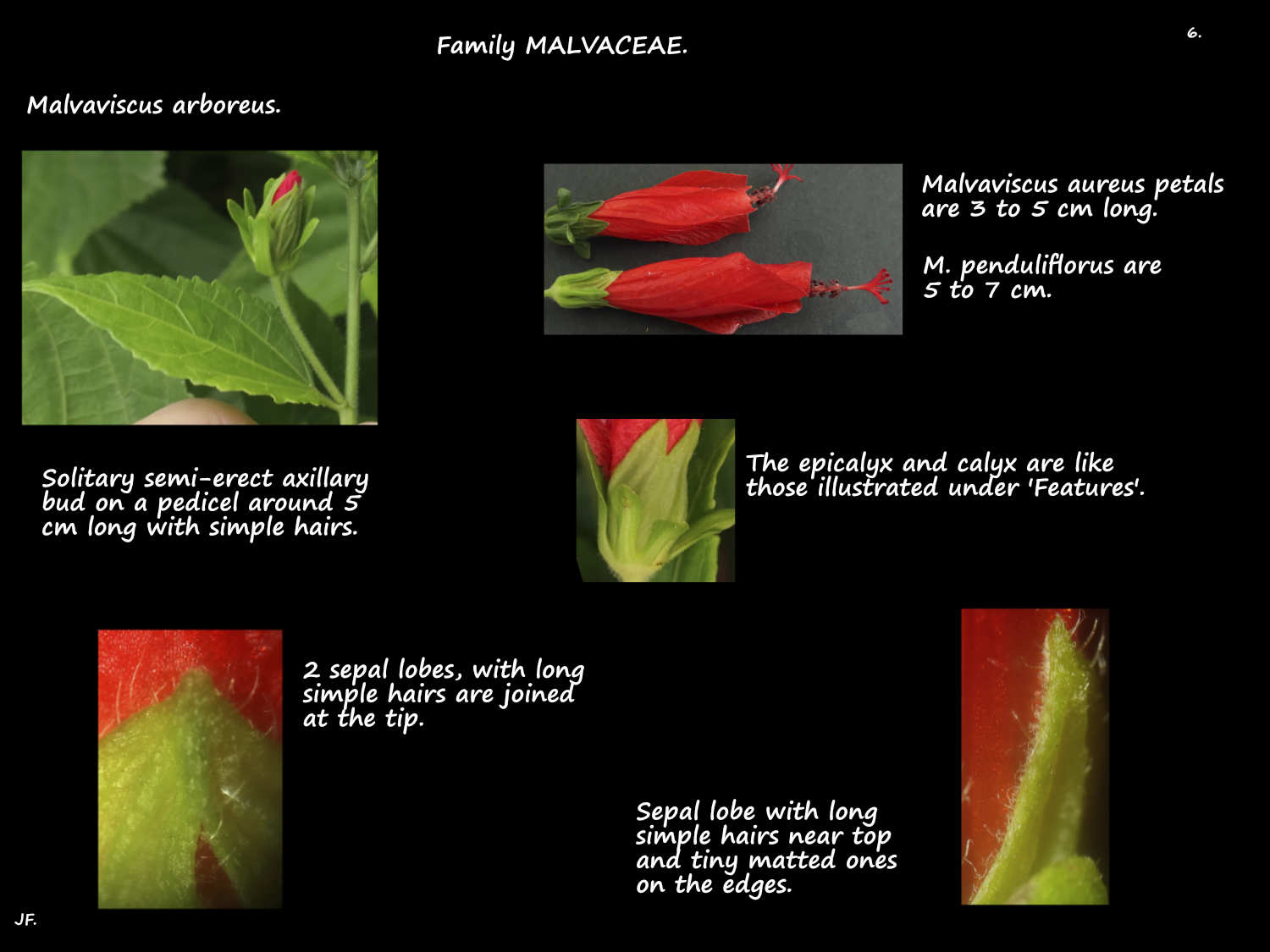 6 Turk's Cap hibiscus flowers