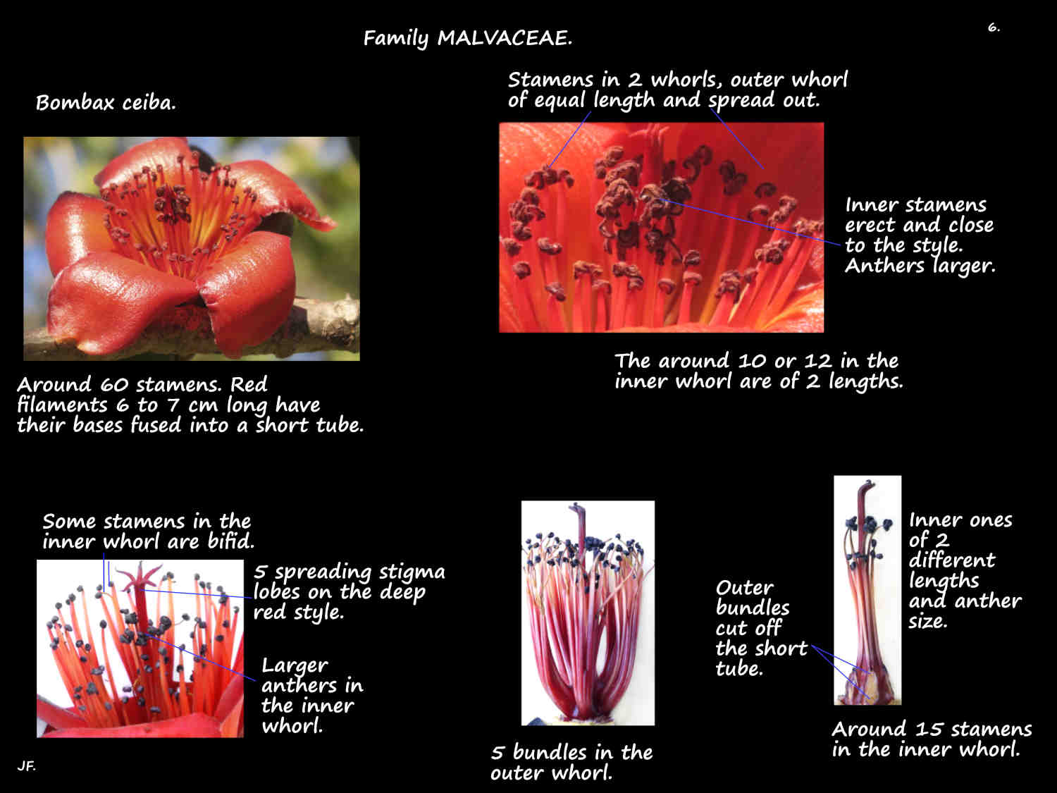 6 Two whorls of Bombax ceiba stamens