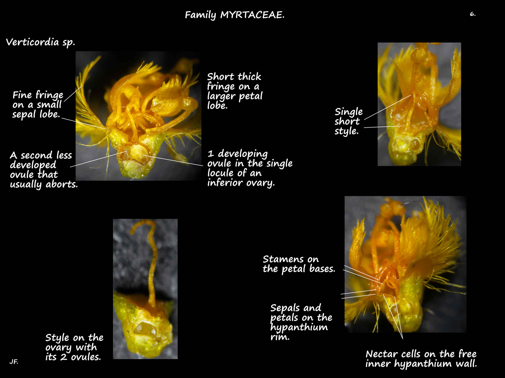 6 Verticordia sp. ovary