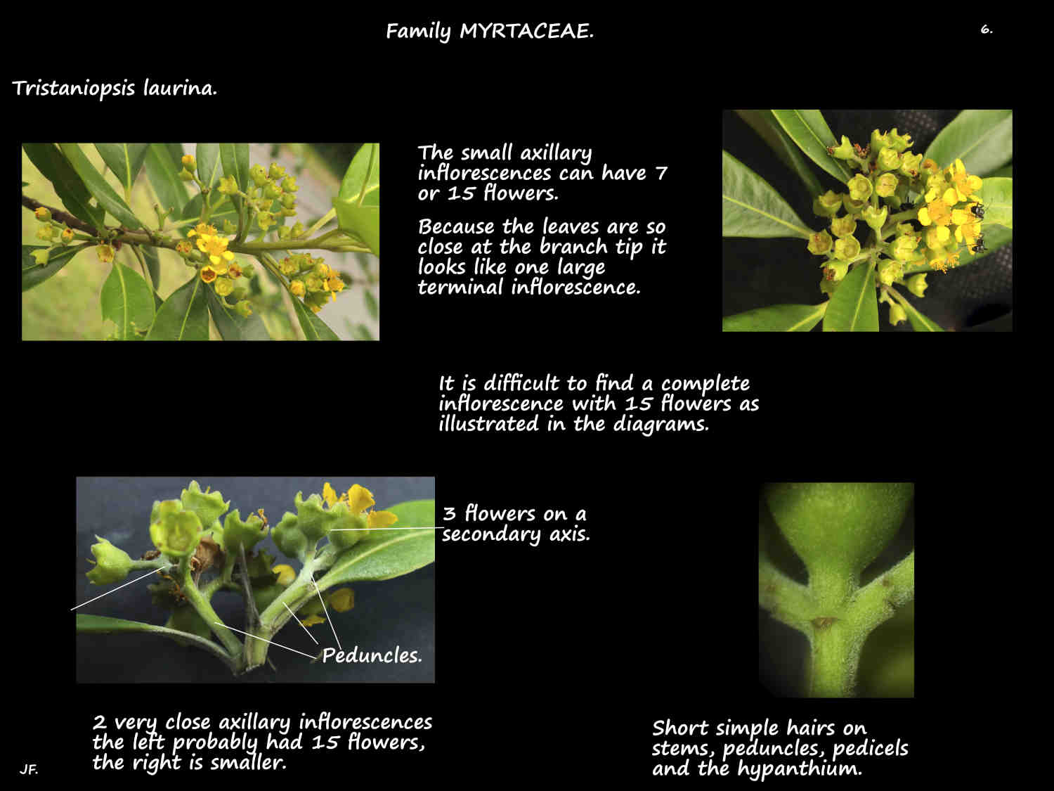 6 Water gum inflorescences
