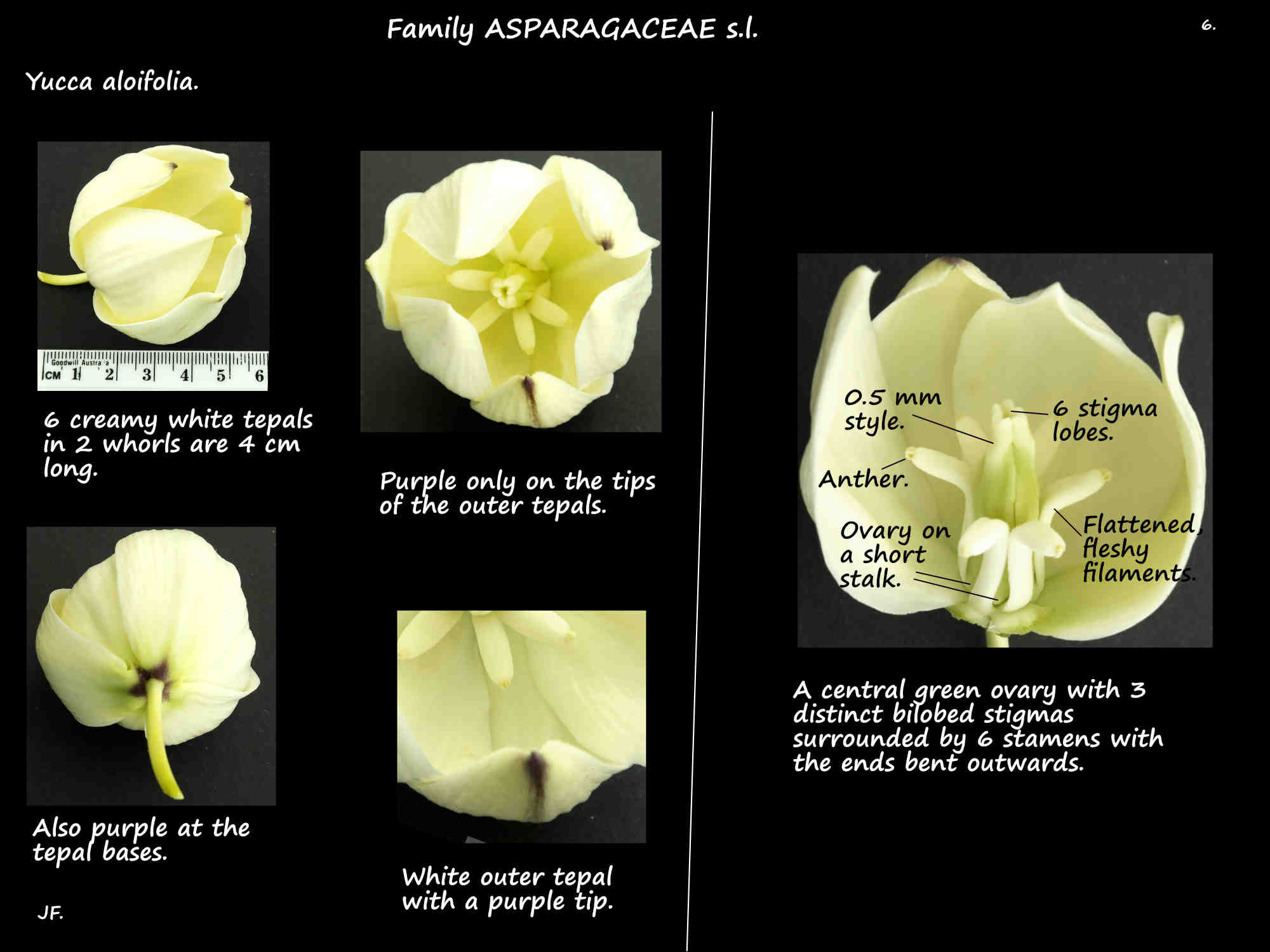 6 Yucca aloifolia tepal markings & flower structure